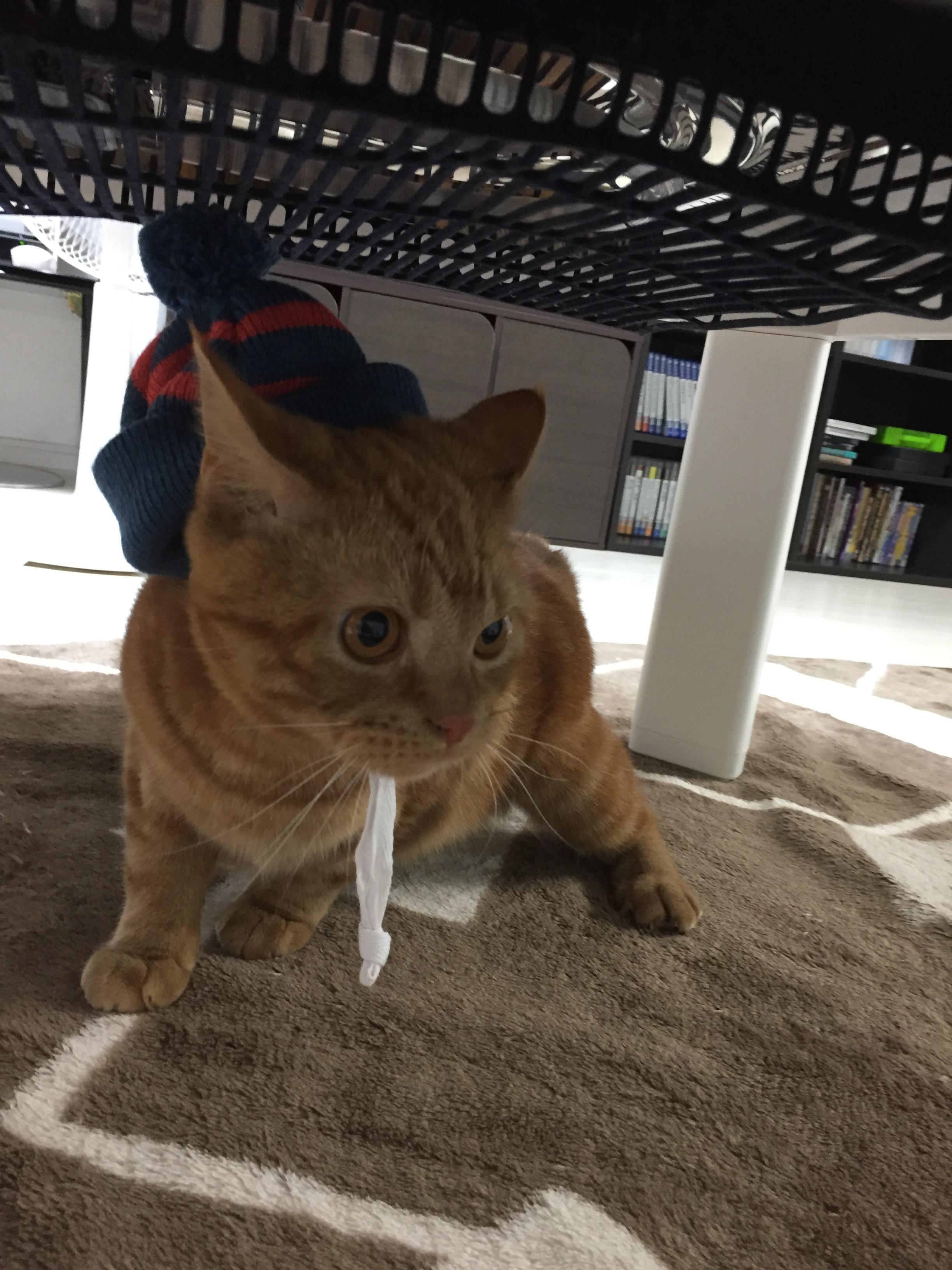 わんにゃんサイトの猫の写真