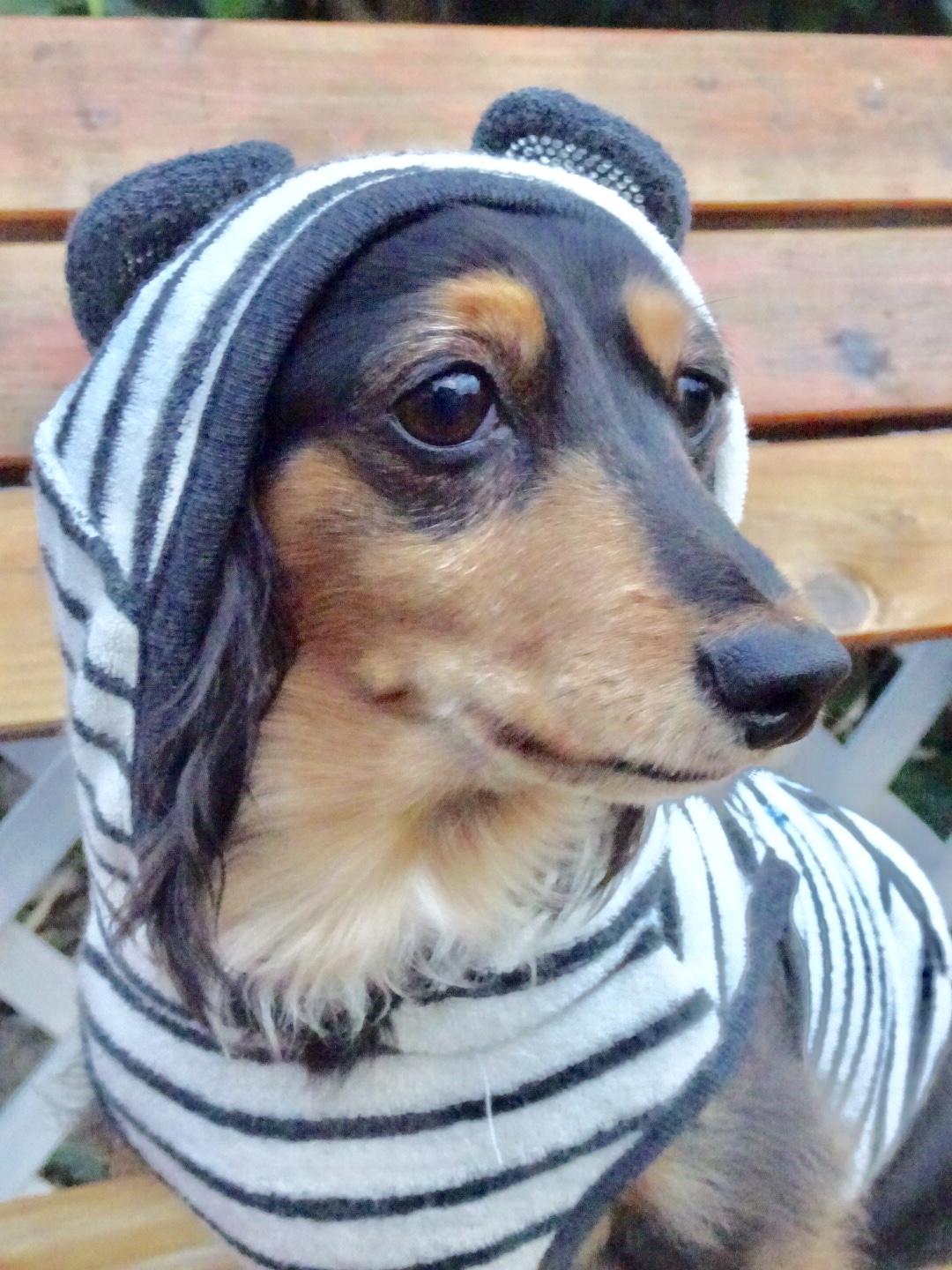 わんにゃんサイトの犬の写真