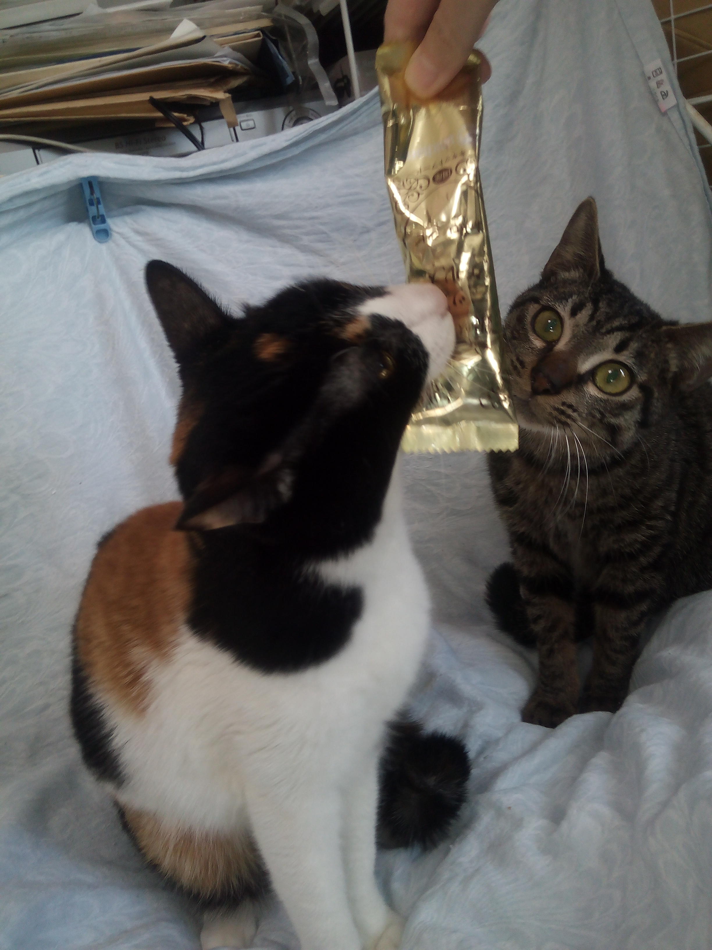 わんにゃんサイトの猫の写真