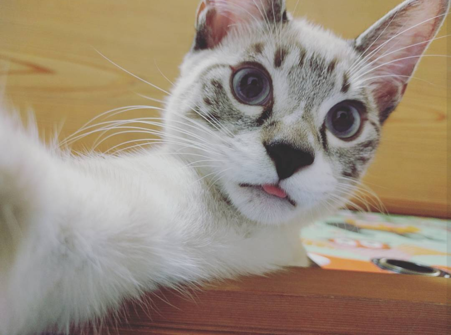 わんにゃんサイトの猫の写真