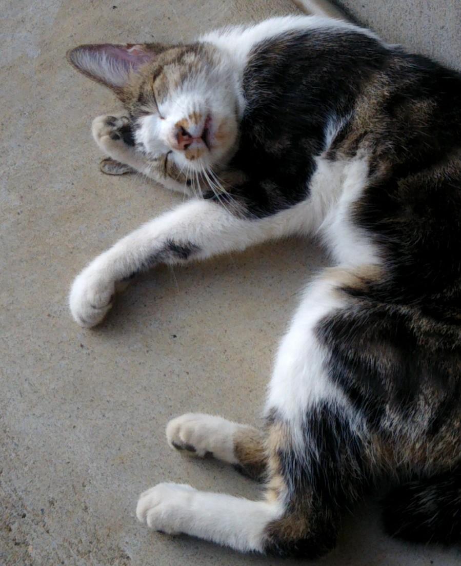 わんにゃんサイトの猫の写真