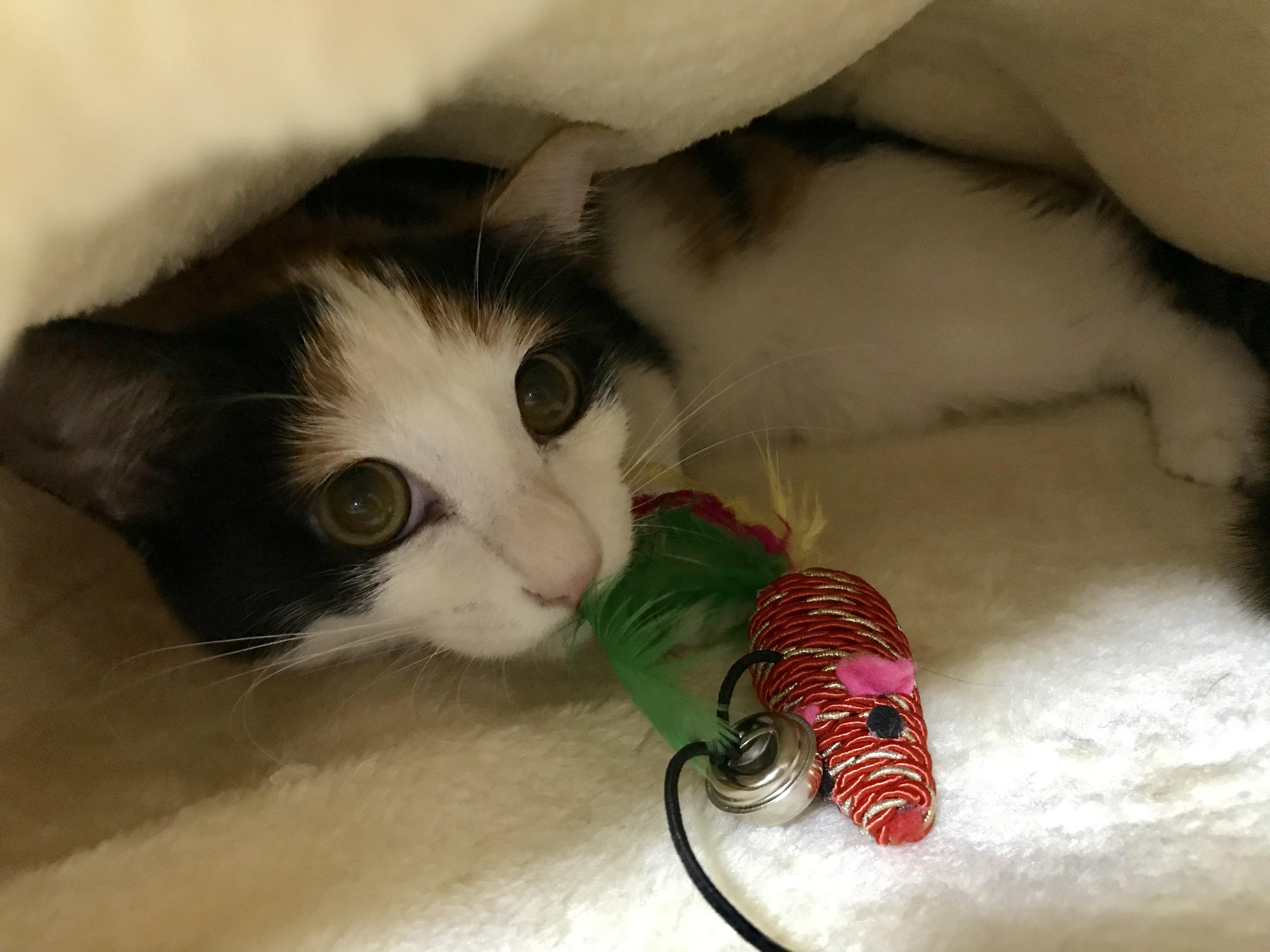 わんにゃんサイトの猫の写真