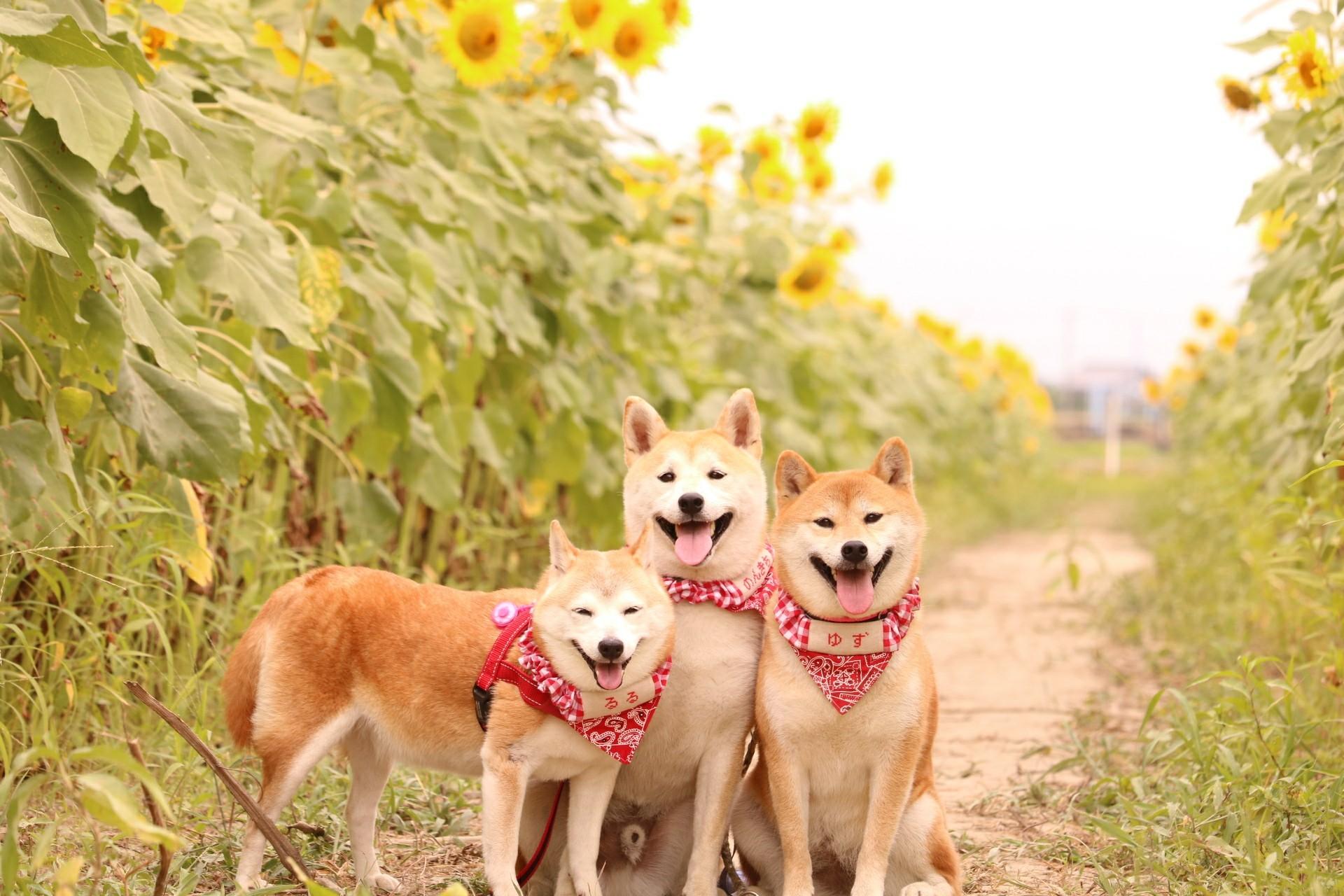 わんにゃんサイトの犬の写真