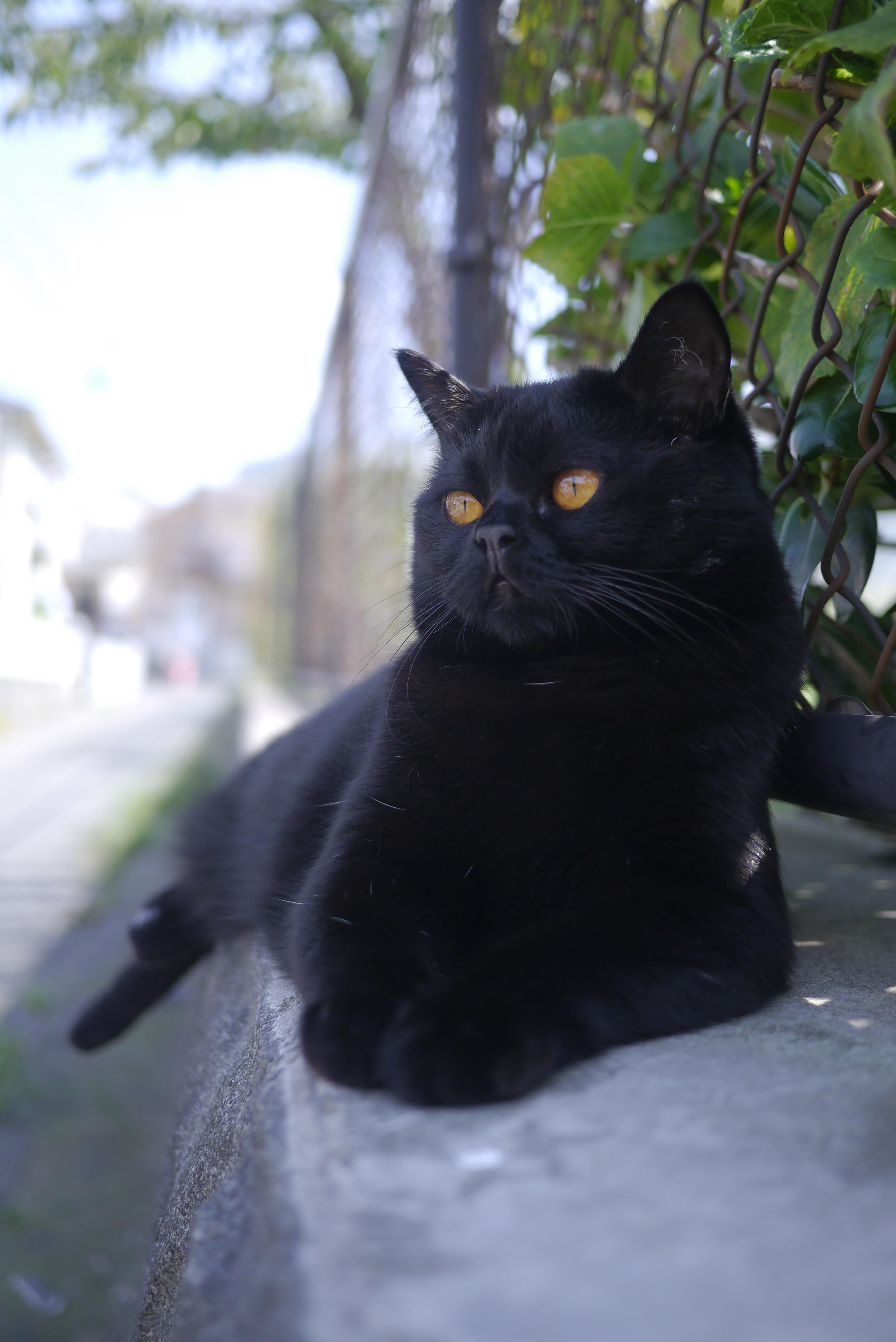 わんにゃんサイトの猫の写真