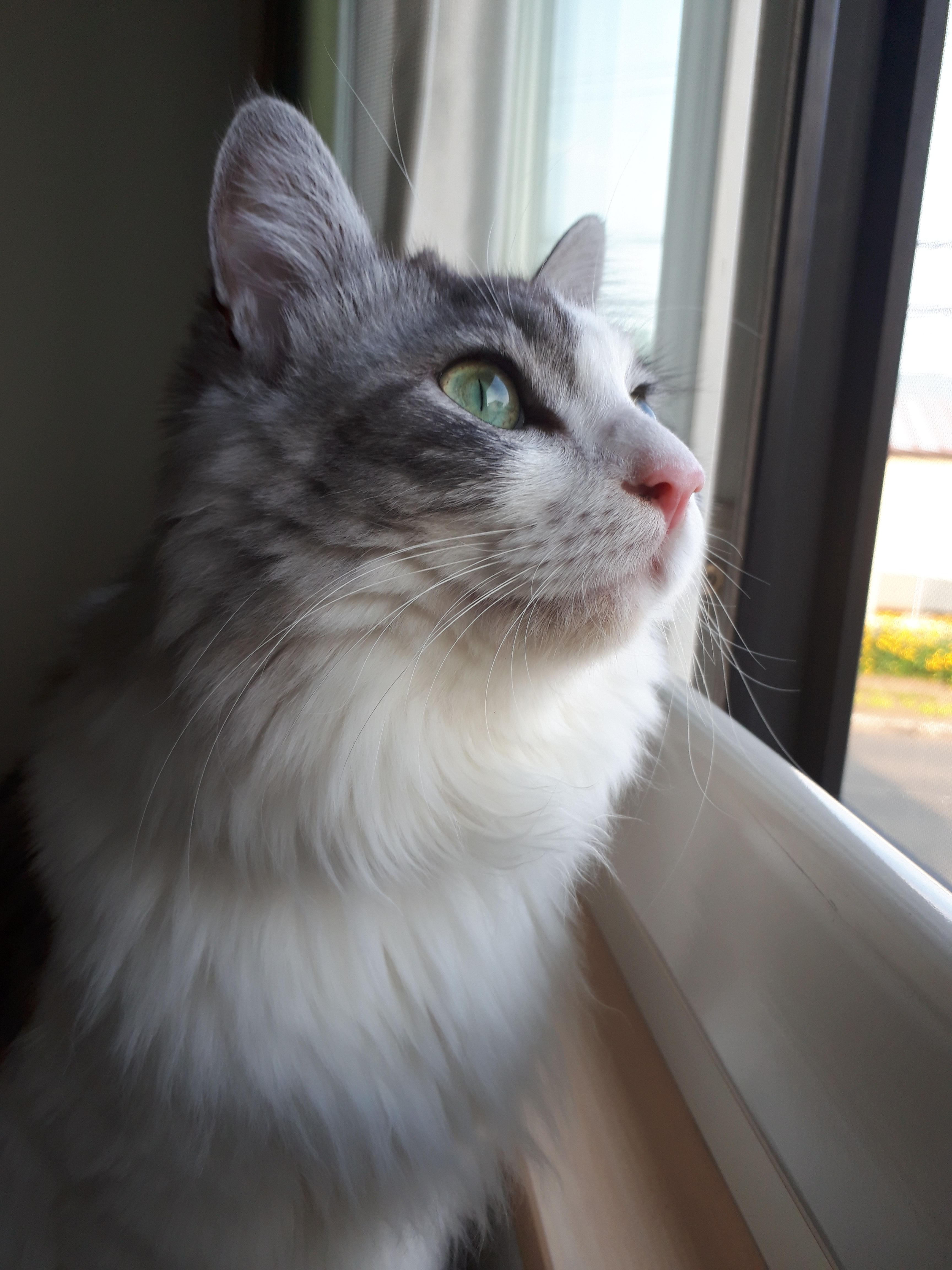 わんにゃんサイトの猫の写真