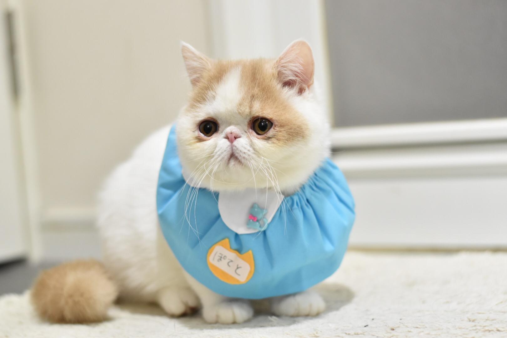 わんにゃんサイトの猫の写真