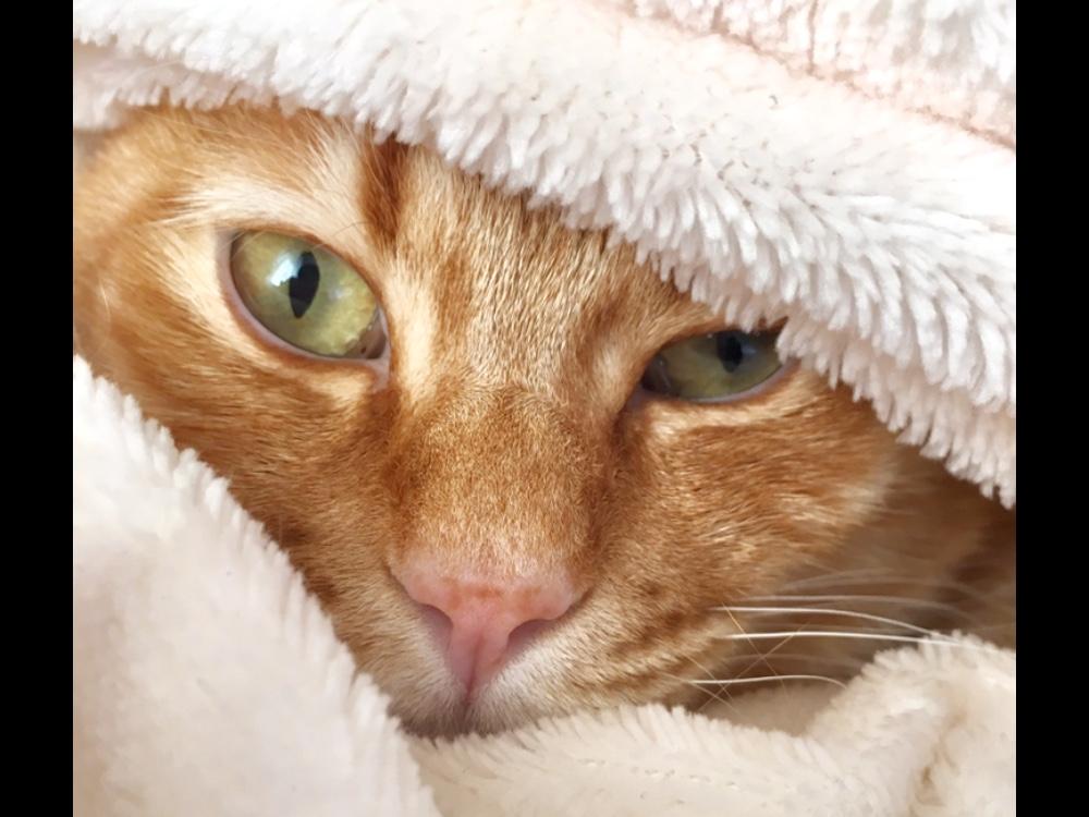 わんにゃんサイトの猫の写真