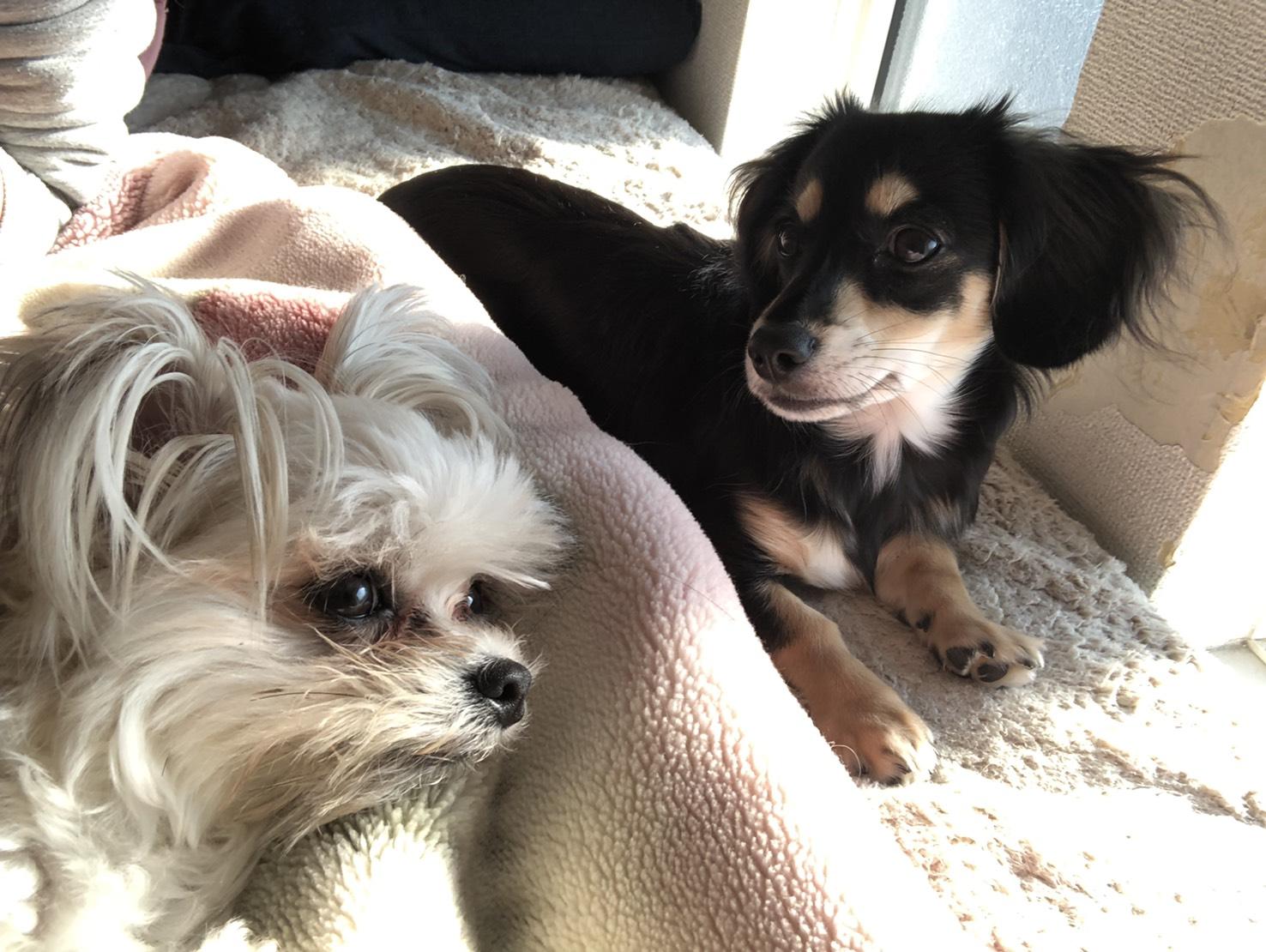 わんにゃんサイトの犬の写真