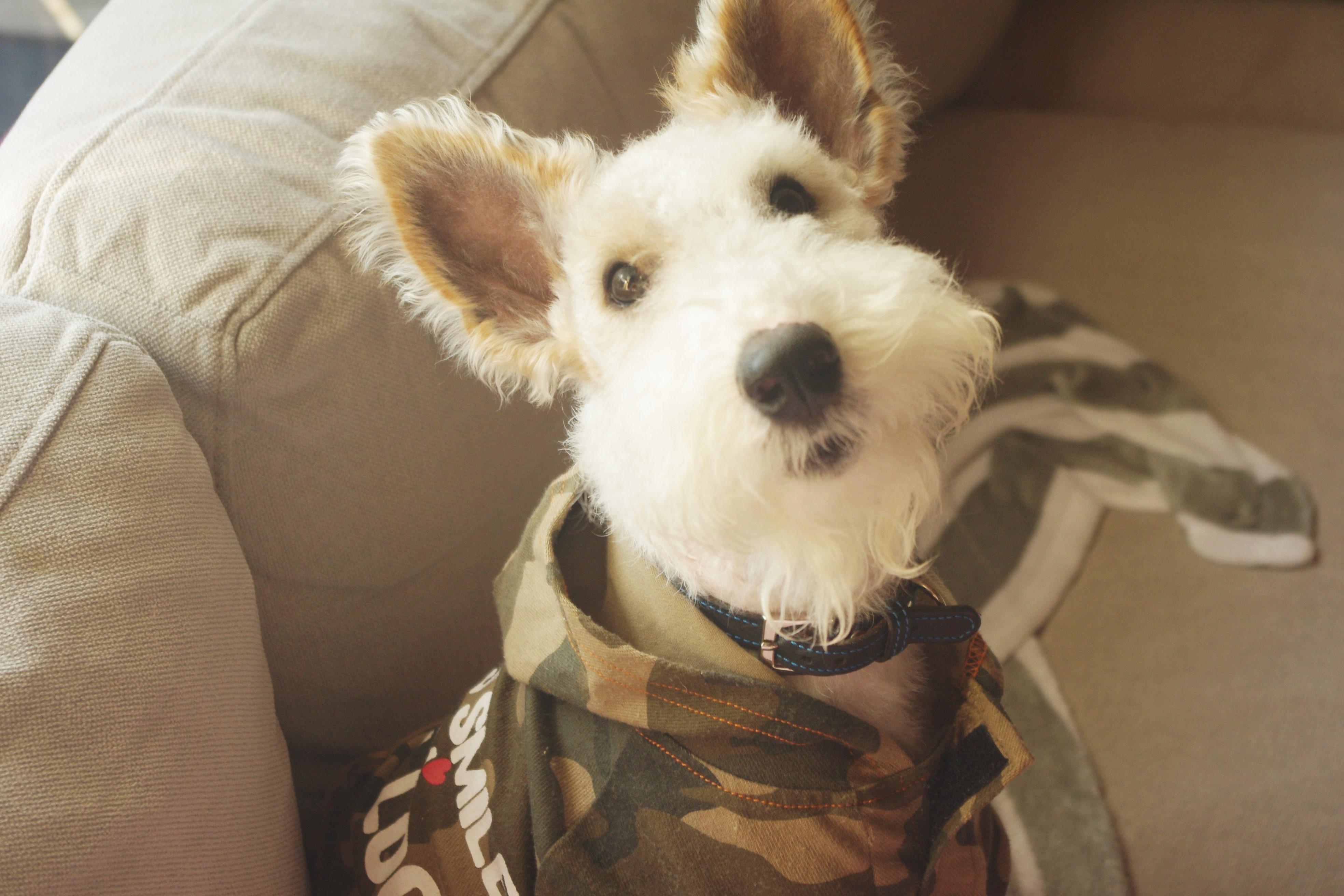 わんにゃんサイトの犬の写真