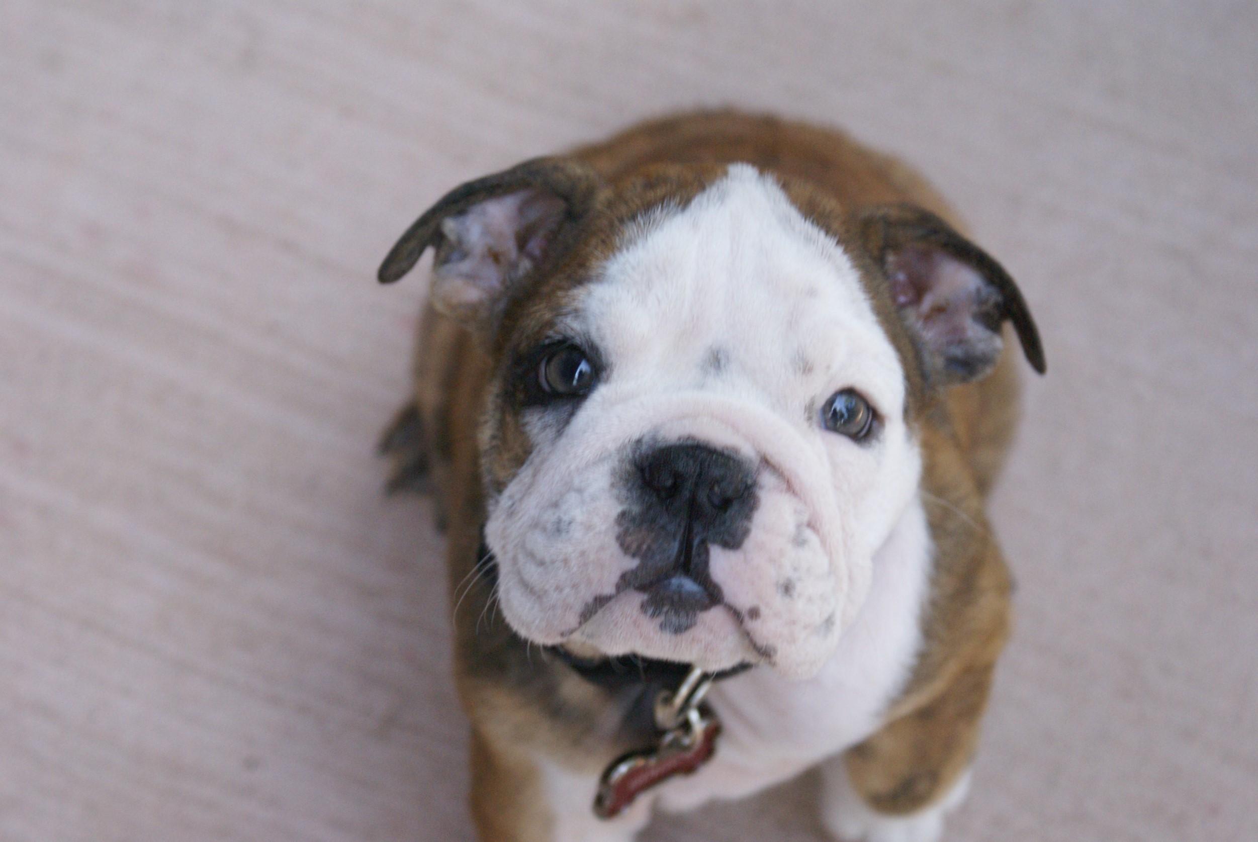 わんにゃんサイトの犬の写真