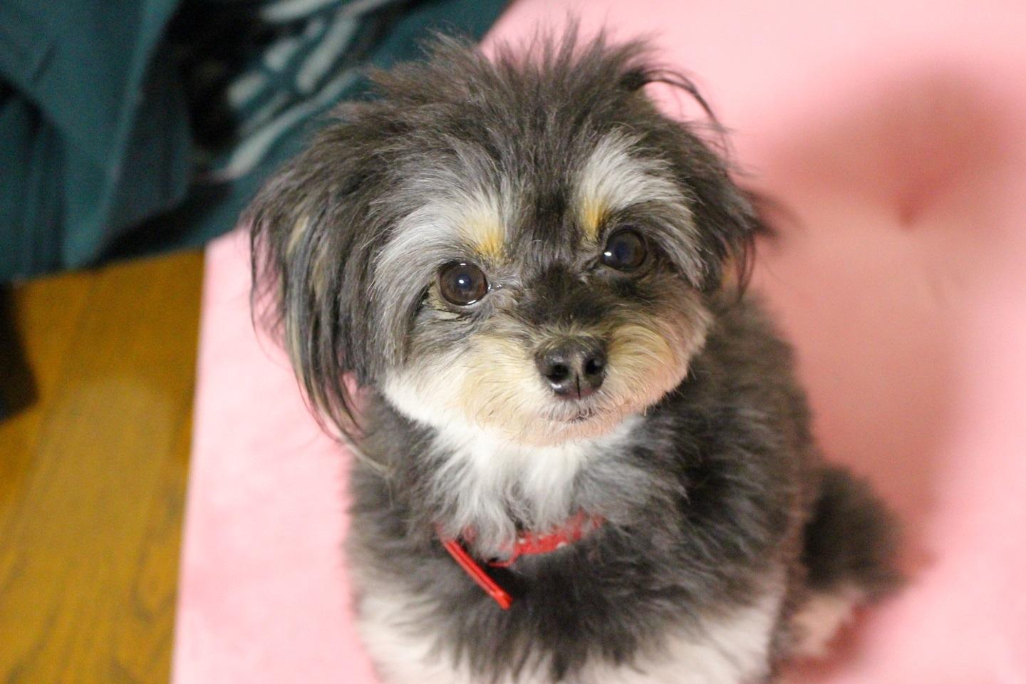 わんにゃんサイトの犬の写真