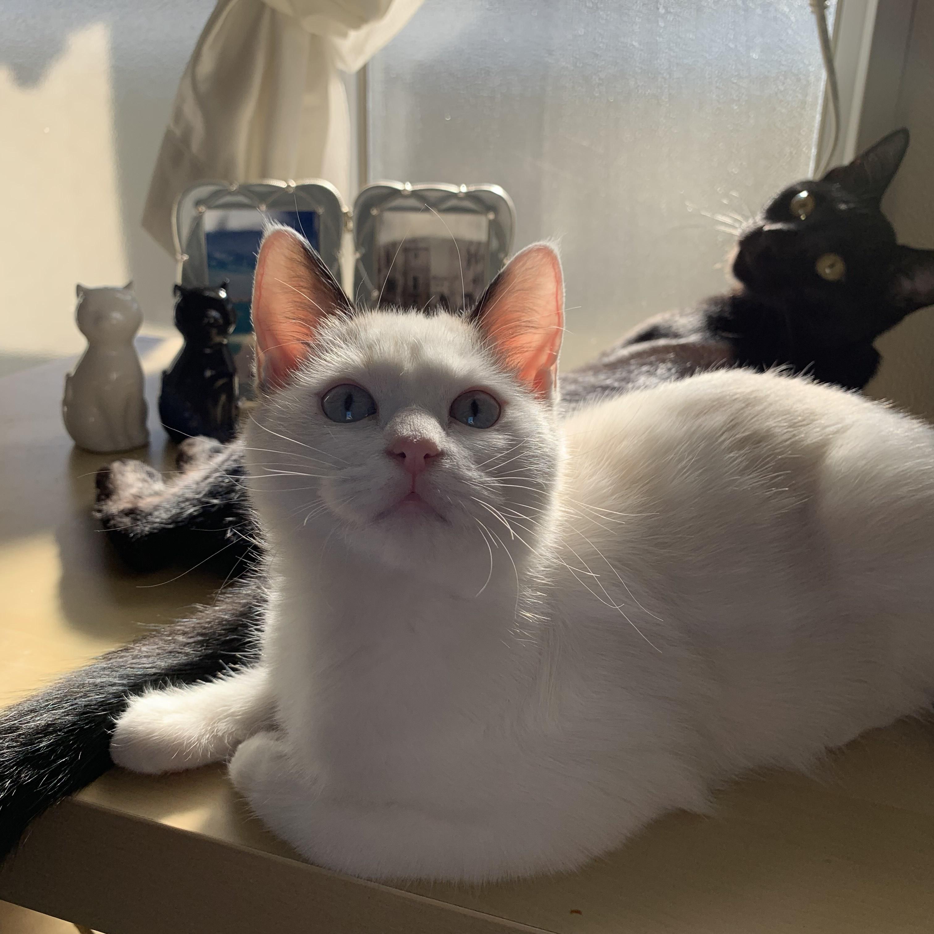 わんにゃんサイトの猫の写真