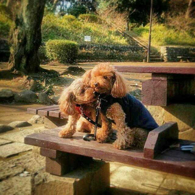 わんにゃんサイトの犬の写真