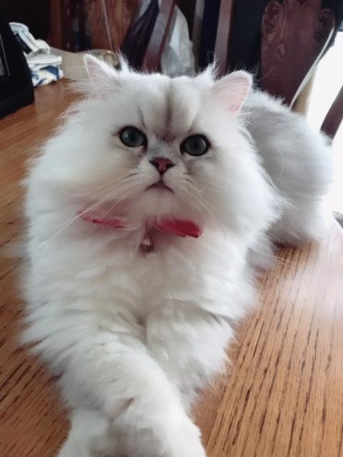 わんにゃんサイトの猫の写真