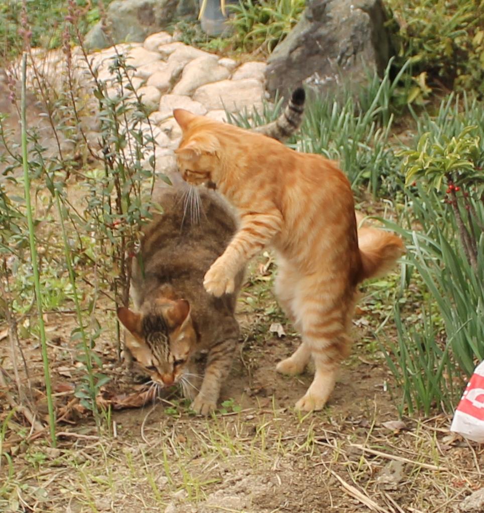 わんにゃんサイトの猫の写真