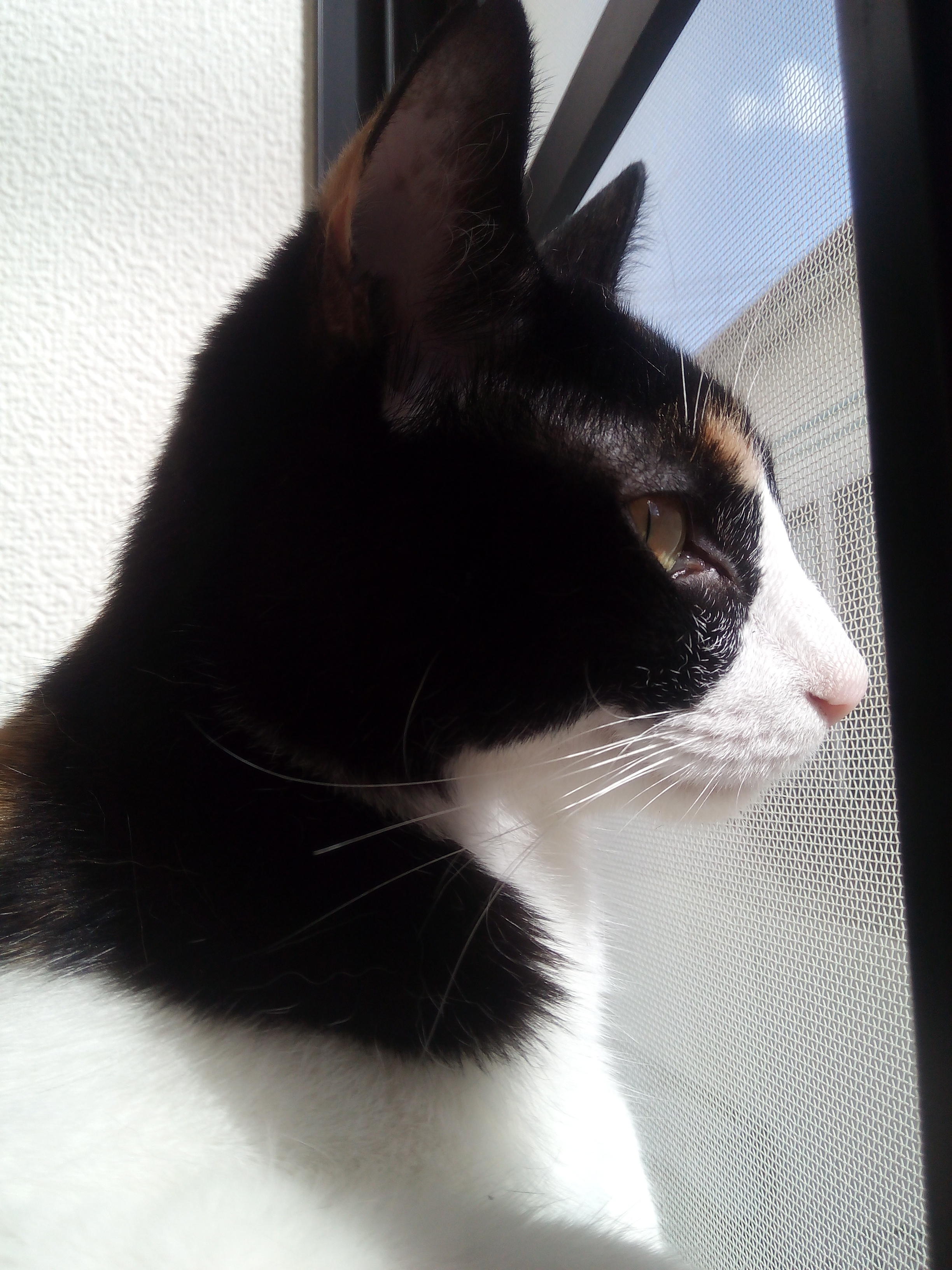 わんにゃんサイトの猫の写真