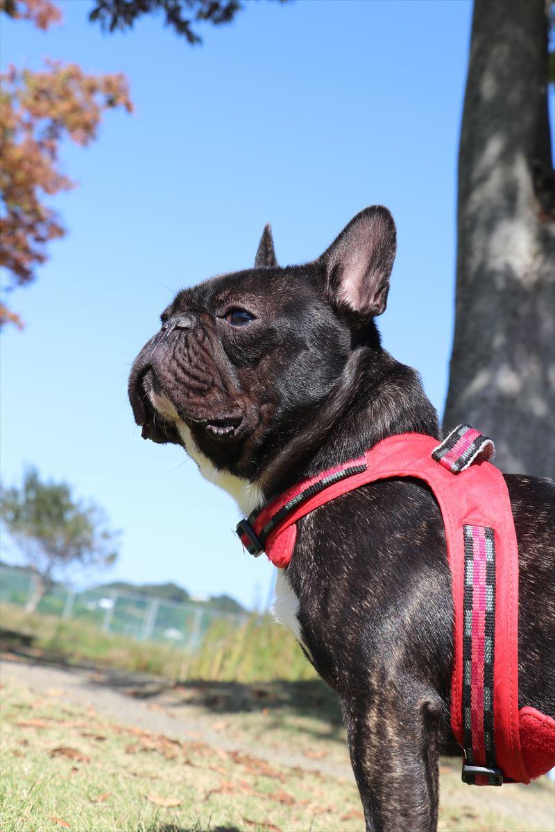 わんにゃんサイトの犬の写真