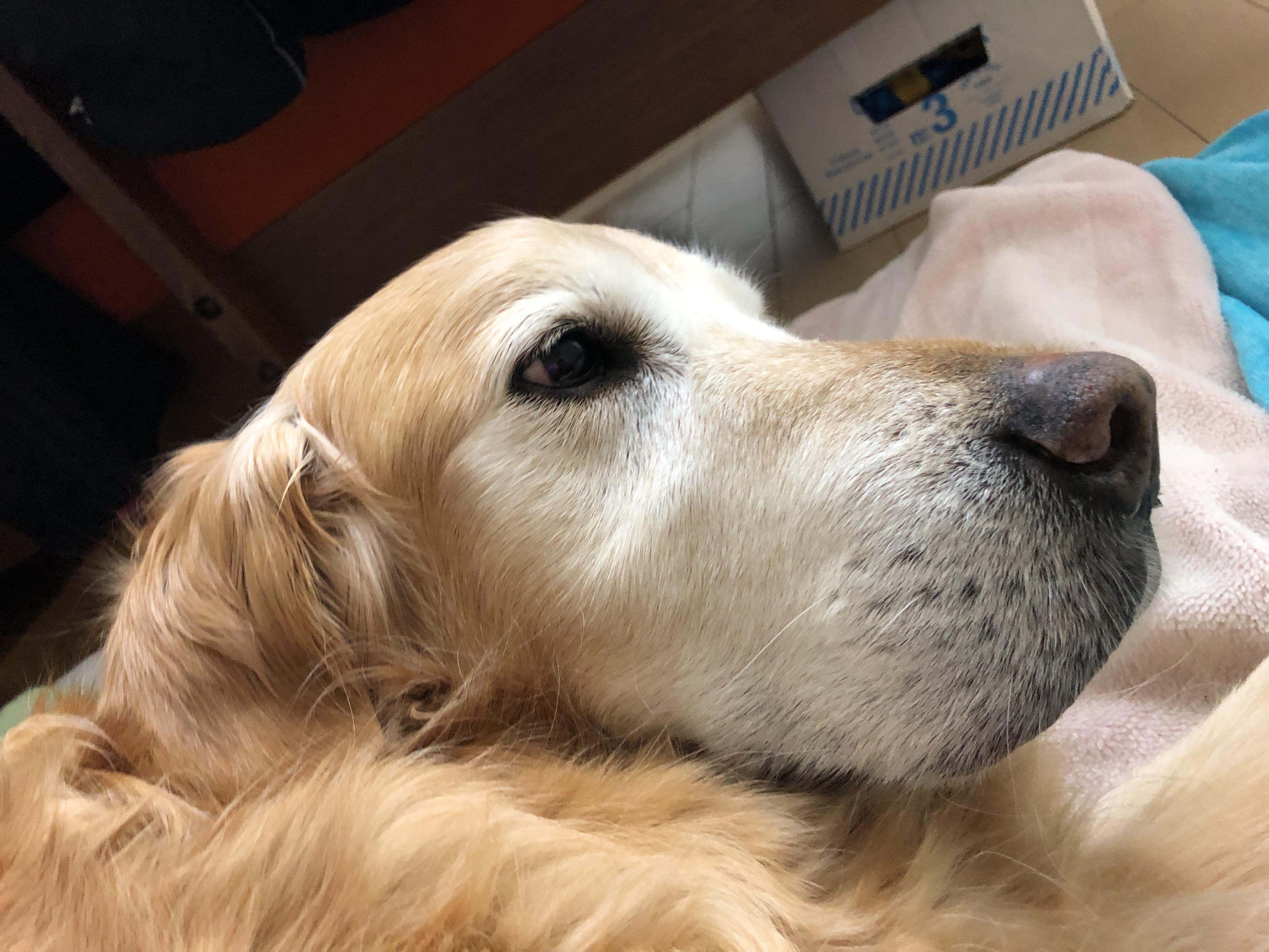 わんにゃんサイトの犬の写真