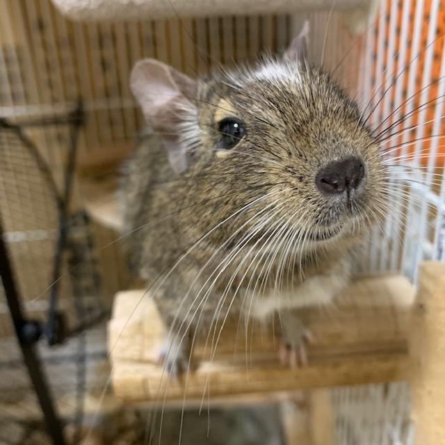 わんにゃんサイトのその他の写真