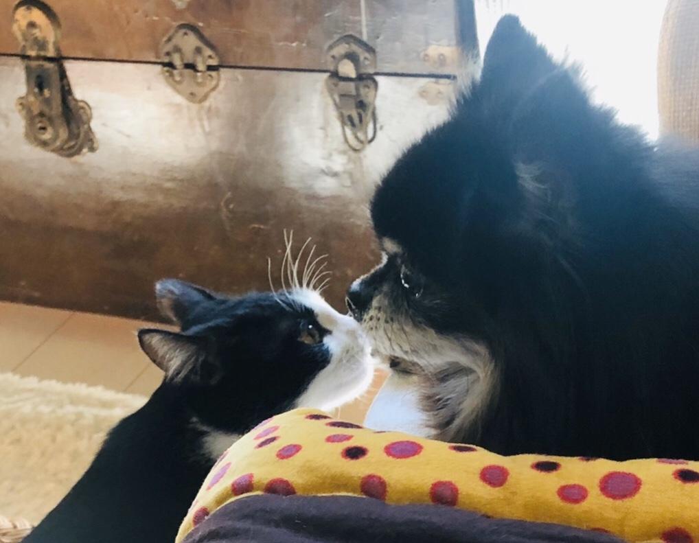 わんにゃんサイトの犬の写真