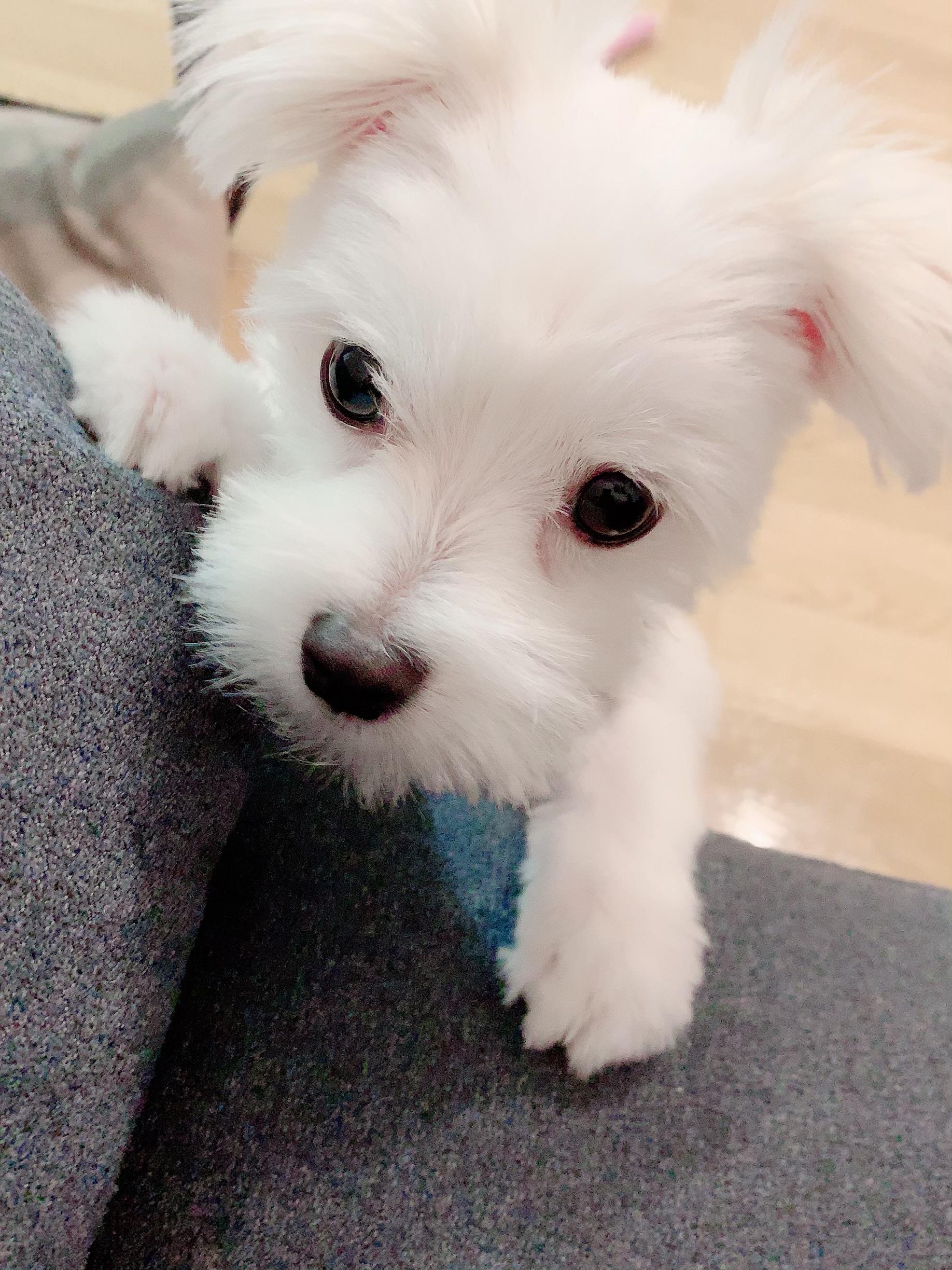 わんにゃんサイトの犬の写真