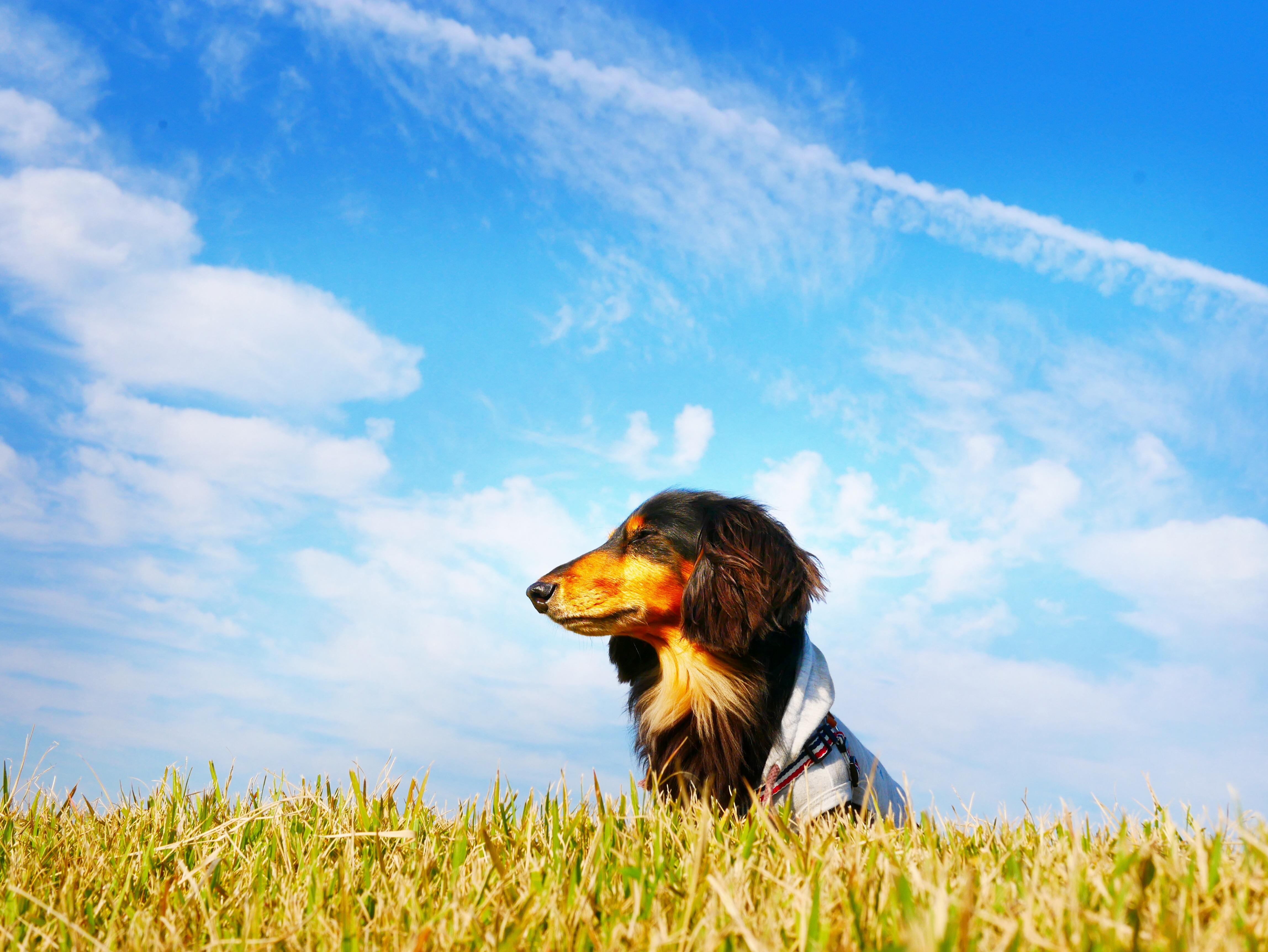 わんにゃんサイトの犬の写真