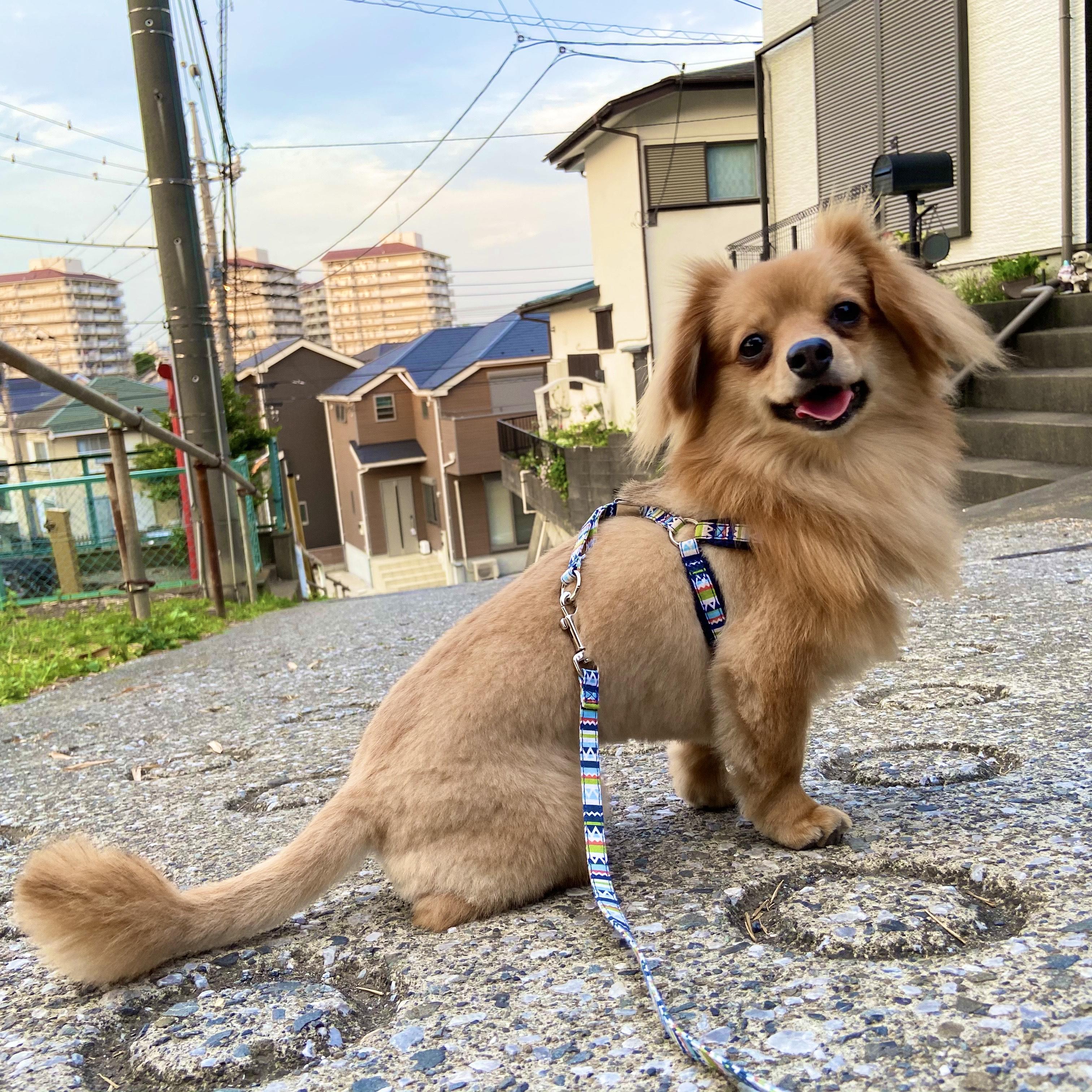 わんにゃんサイトの犬の写真