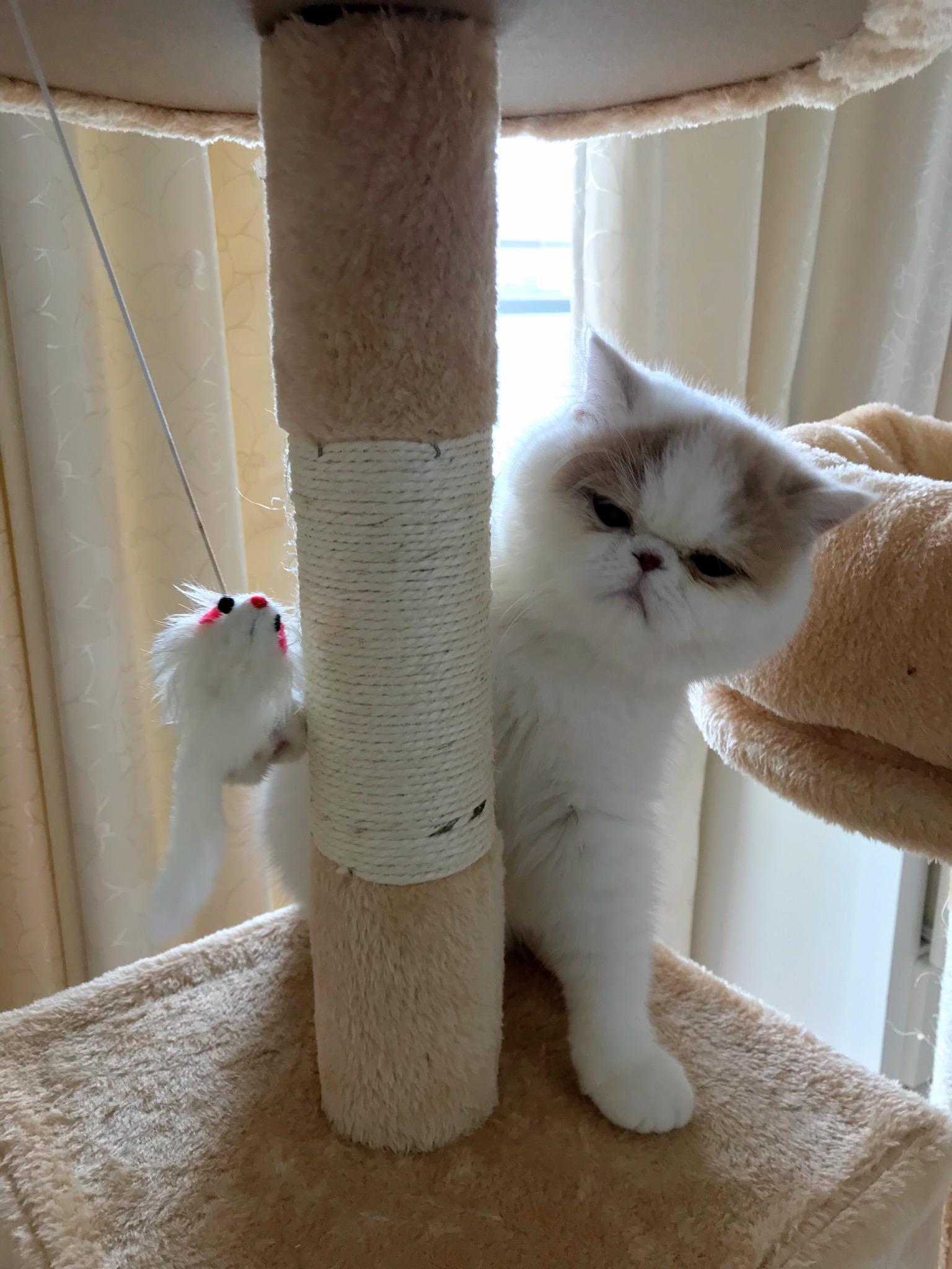 わんにゃんサイトの猫の写真