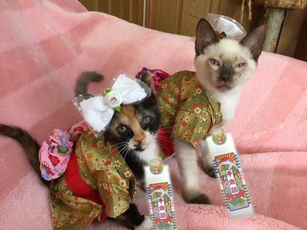 わんにゃんサイトの猫の写真