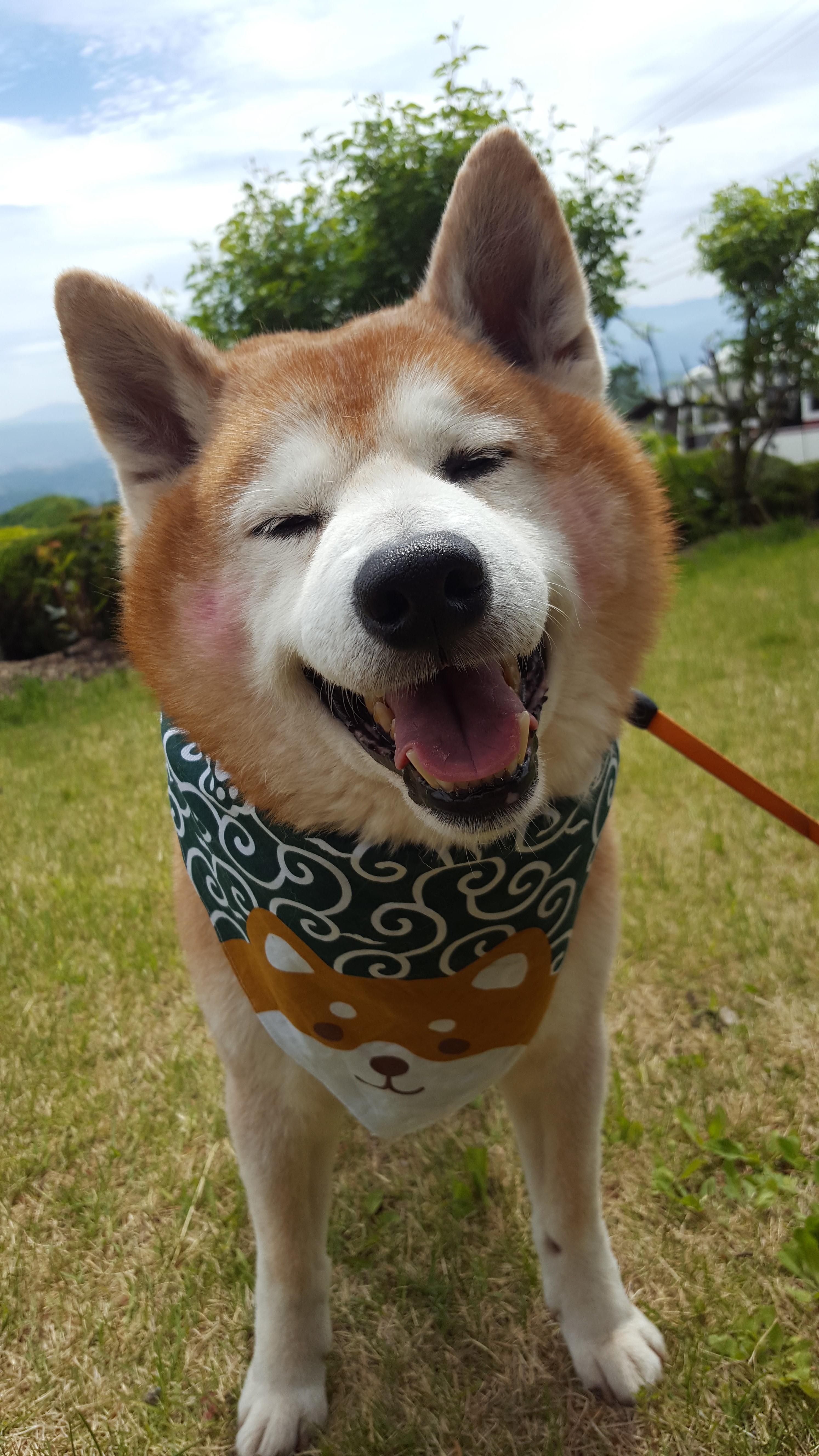 わんにゃんサイトの犬の写真