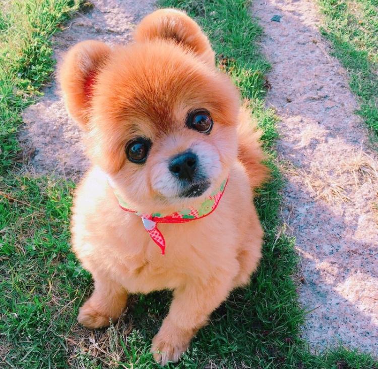 わんにゃんサイトの犬の写真