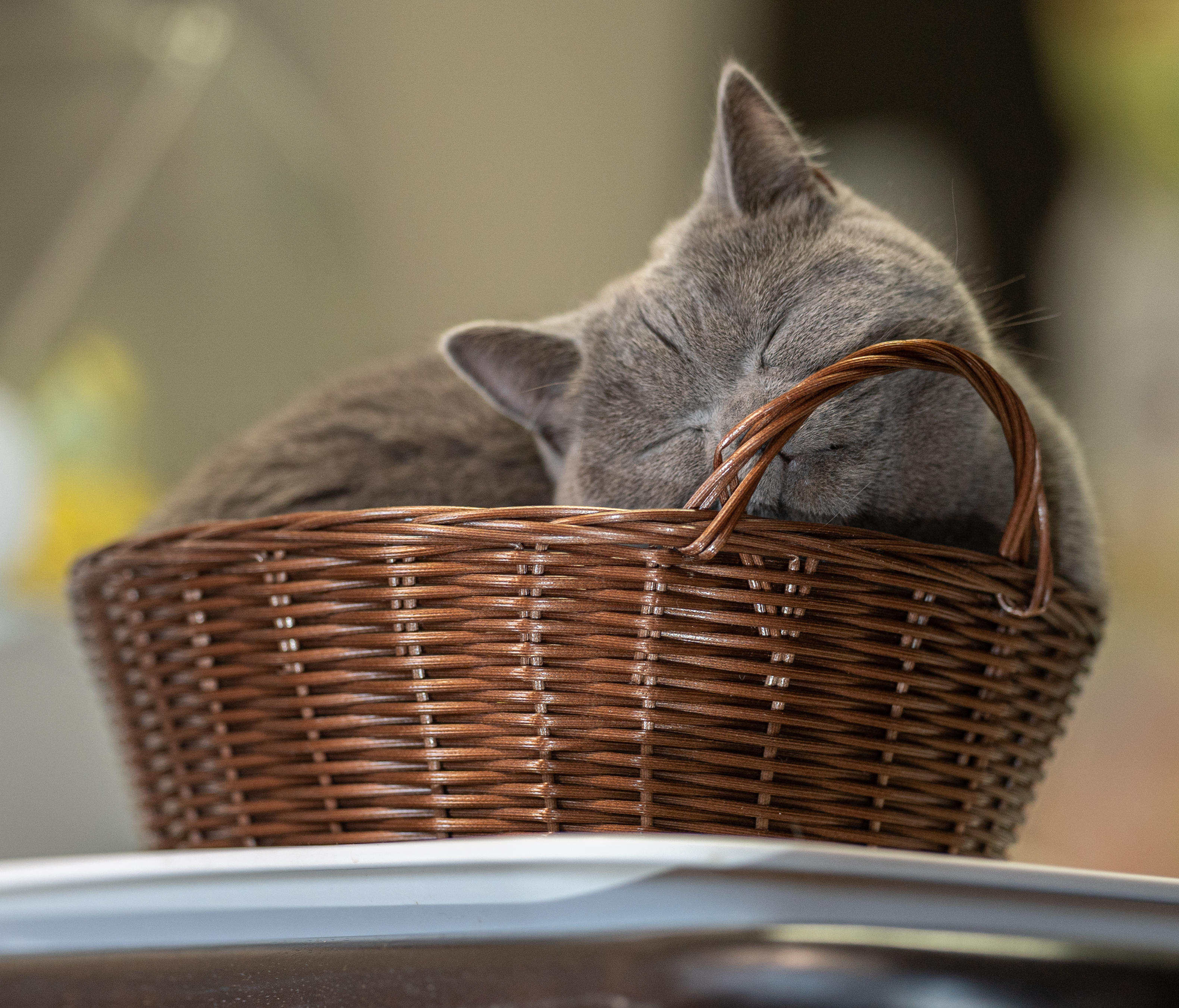 わんにゃんサイトの猫の写真