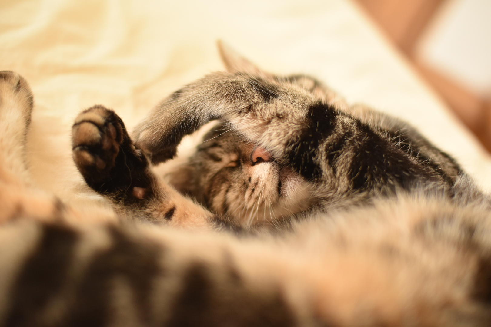 わんにゃんサイトの猫の写真