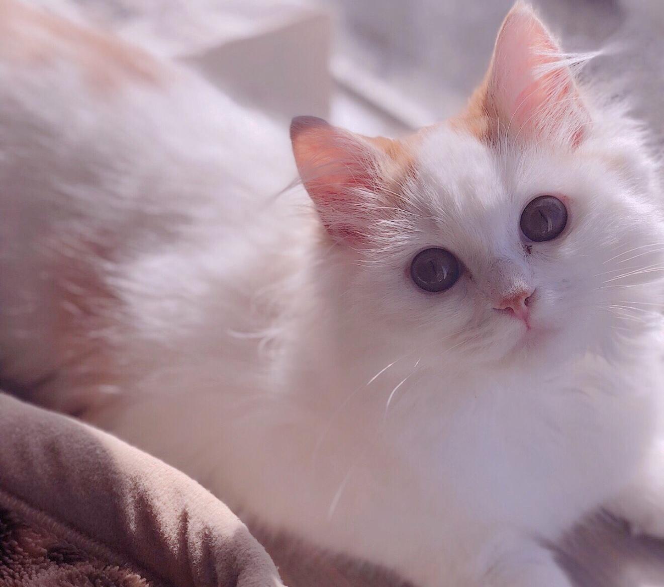 わんにゃんサイトの猫の写真