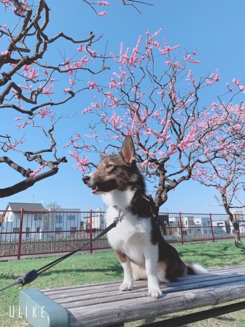 わんにゃんサイトの犬の写真