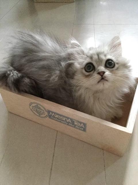 わんにゃんサイトの猫の写真