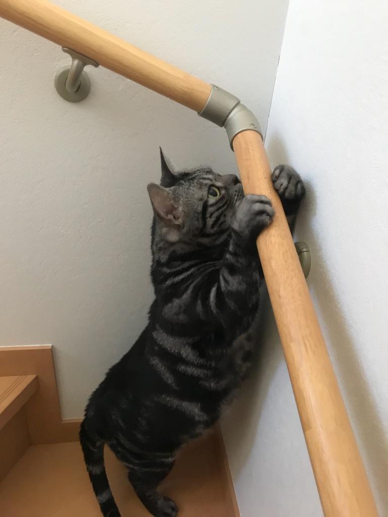 わんにゃんサイトの猫の写真