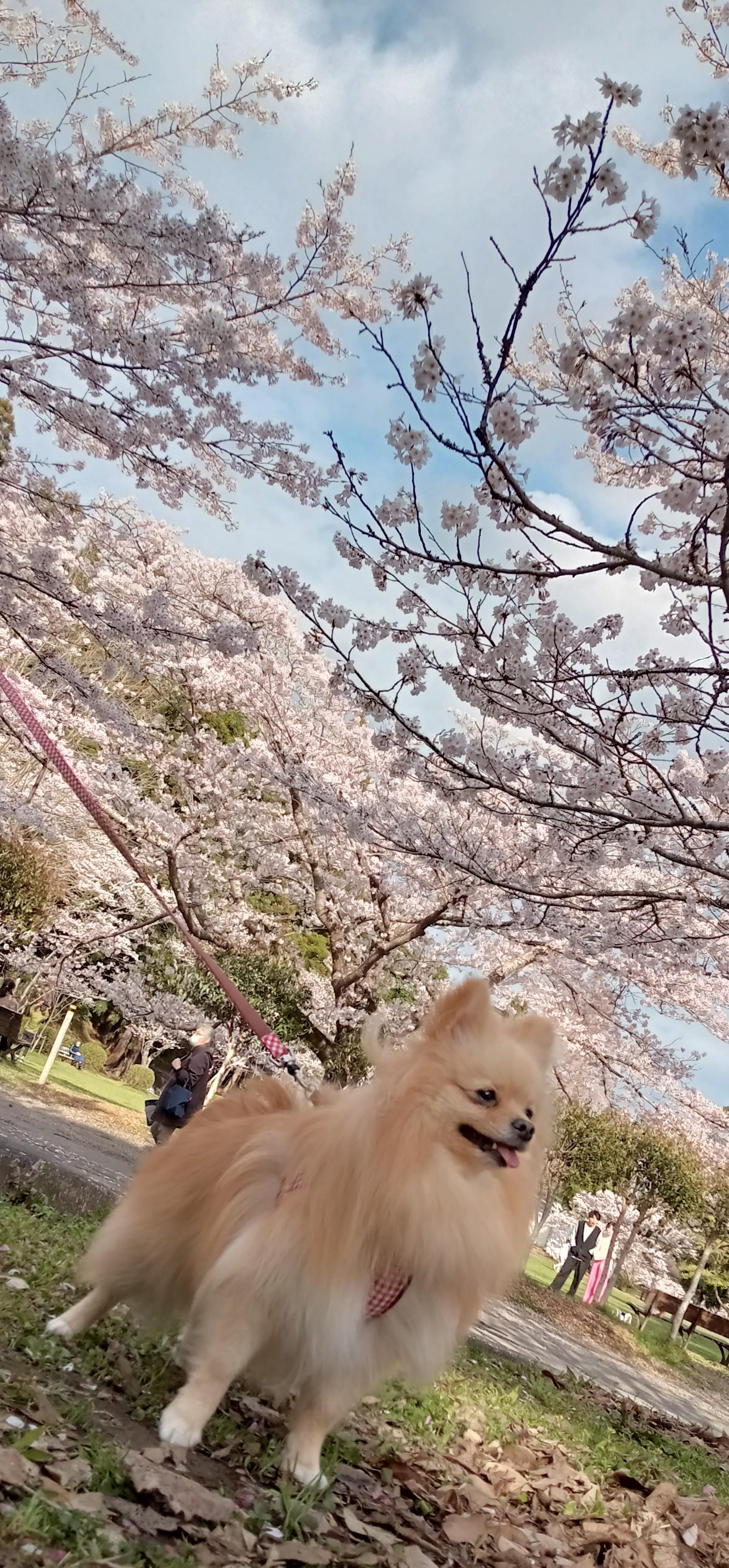 わんにゃんサイトの犬の写真