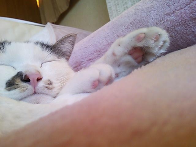 わんにゃんサイトの猫の写真