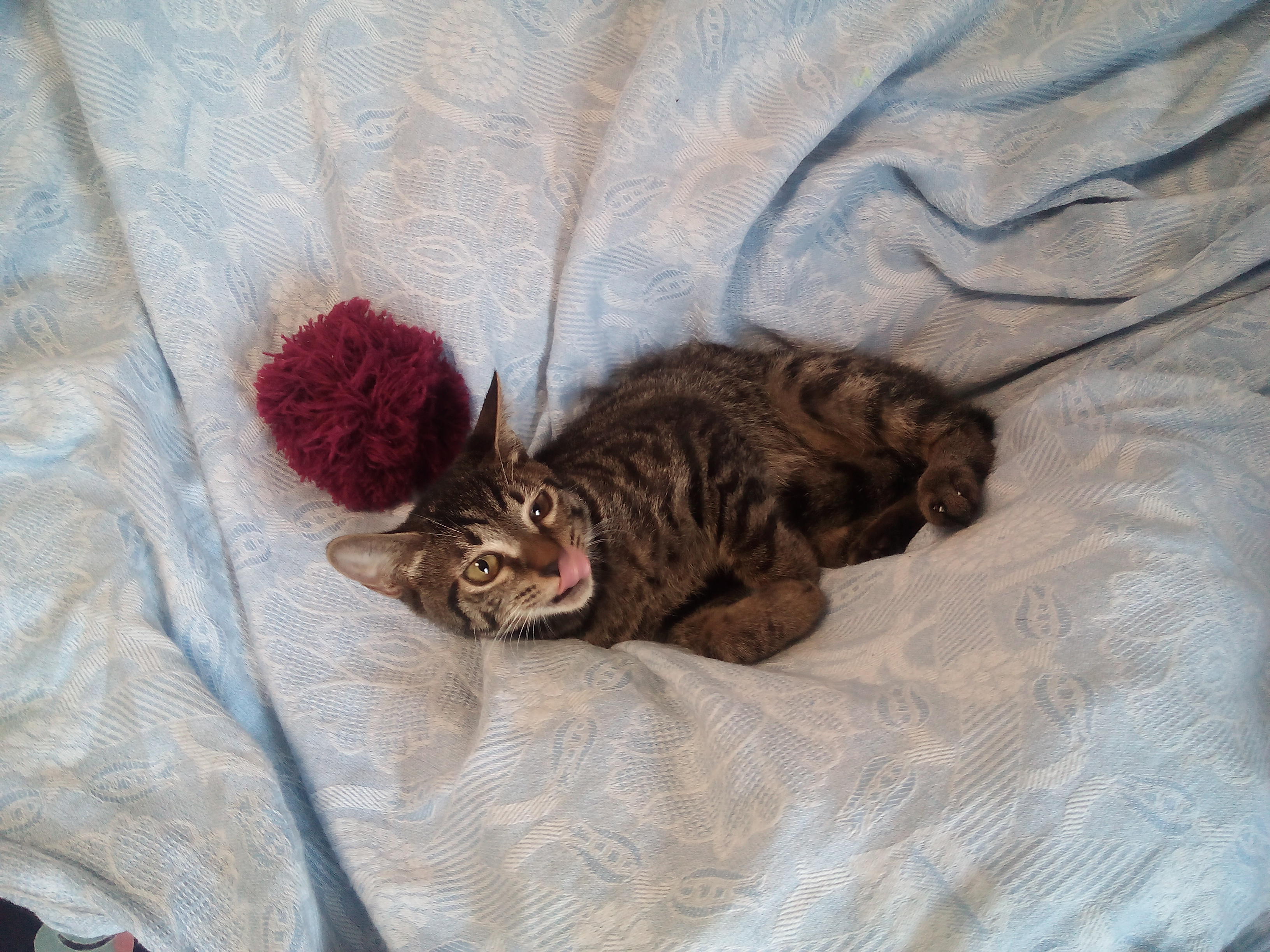 わんにゃんサイトの猫の写真