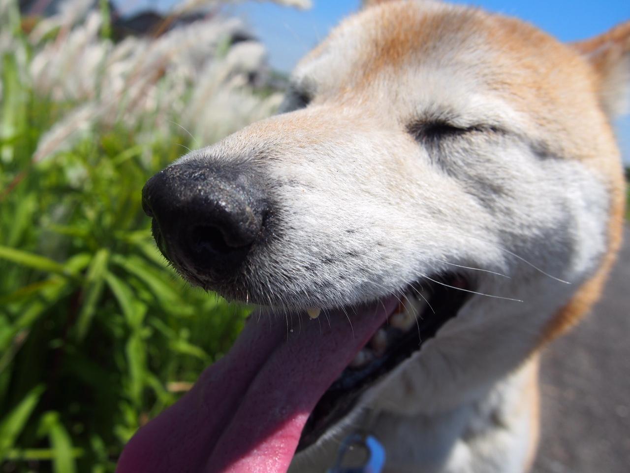 わんにゃんサイトの犬の写真