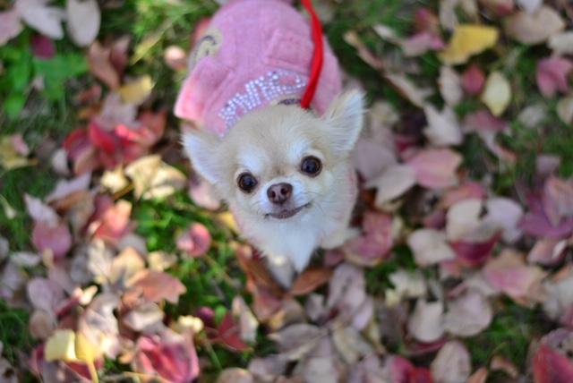 わんにゃんサイトの犬の写真