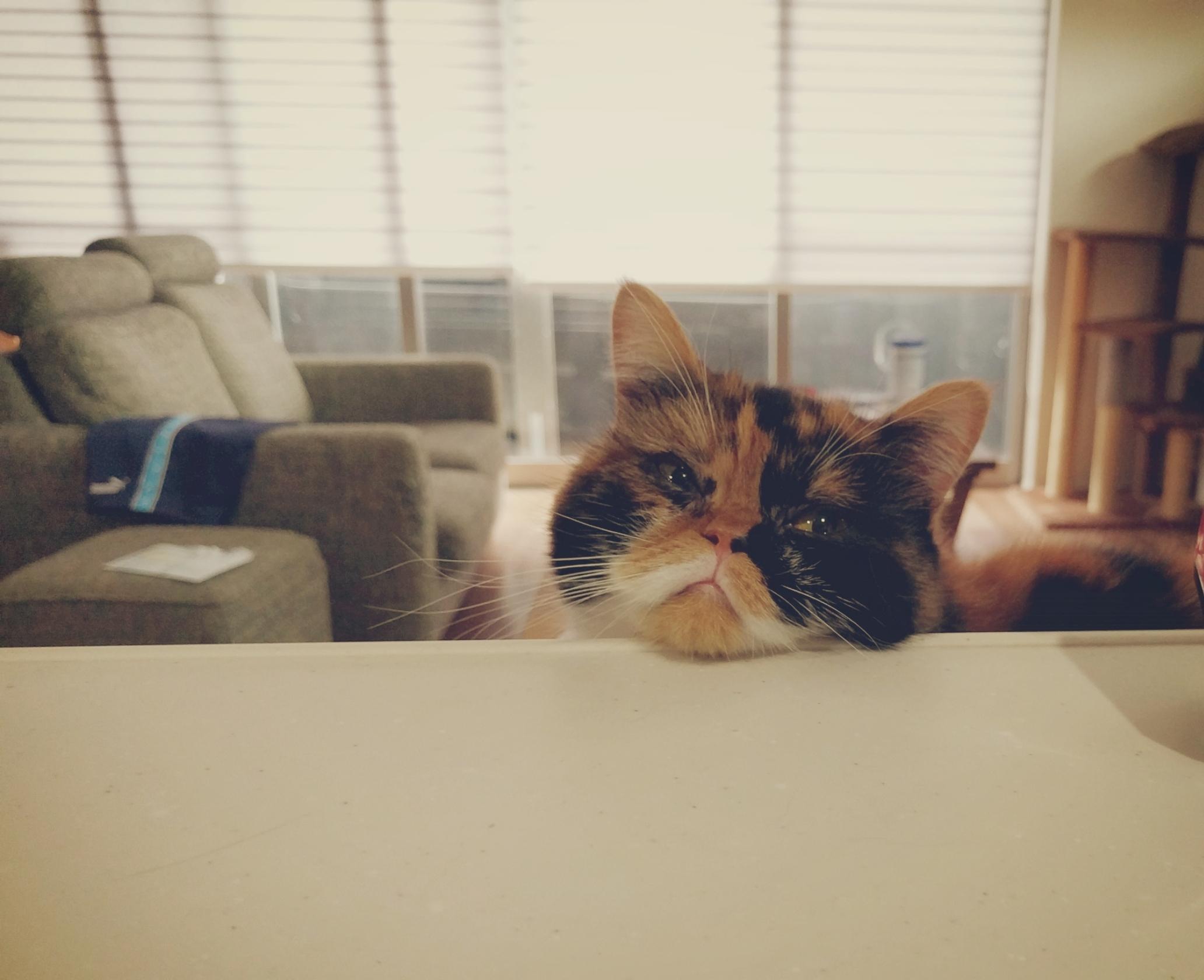 わんにゃんサイトの猫の写真