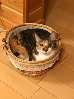 わんにゃんサイトの猫の写真