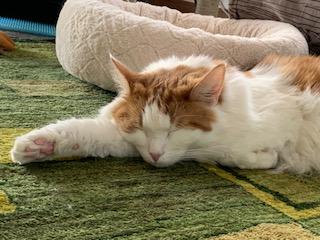 わんにゃんサイトの猫の写真