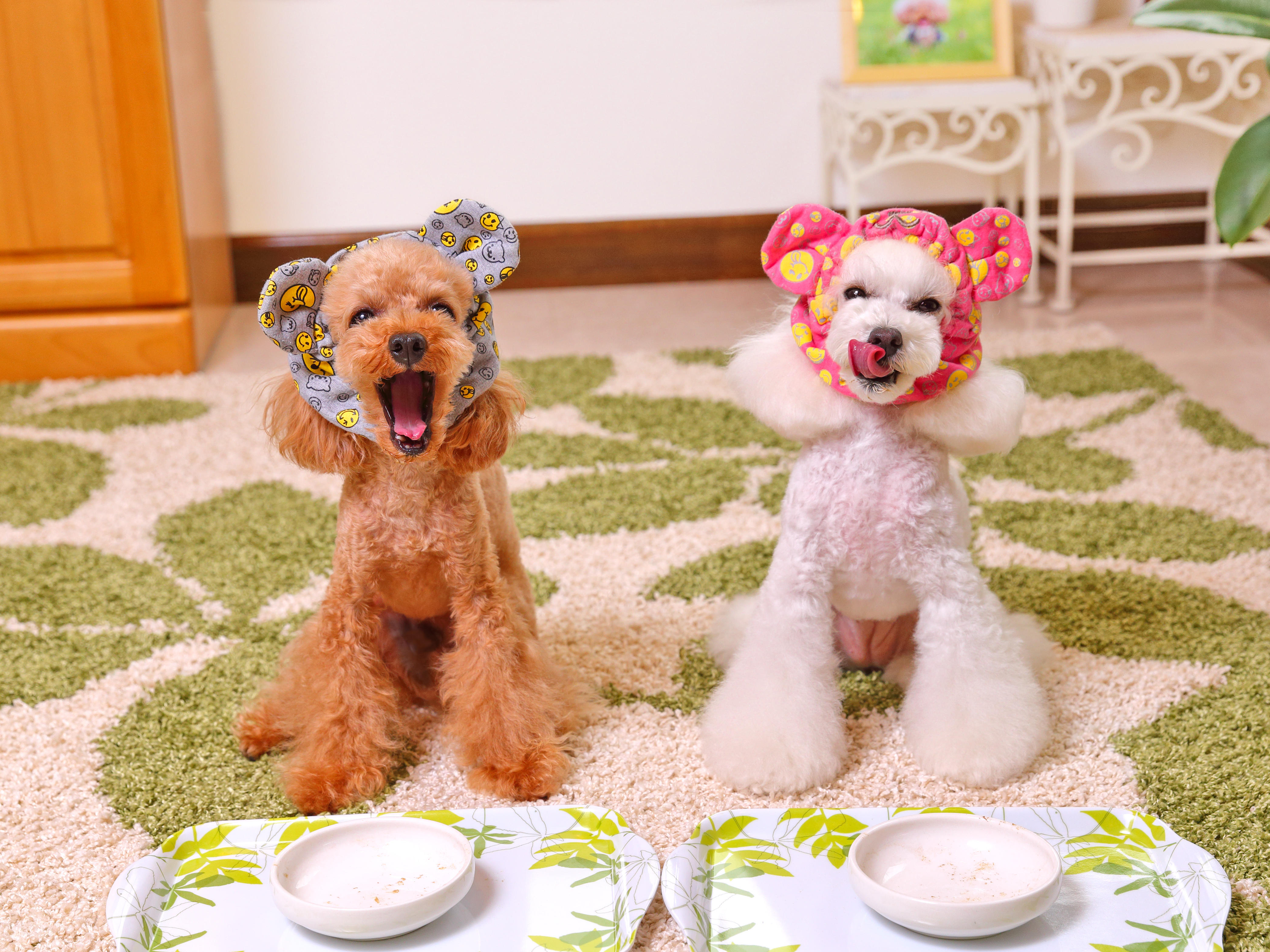 わんにゃんサイトの犬の写真