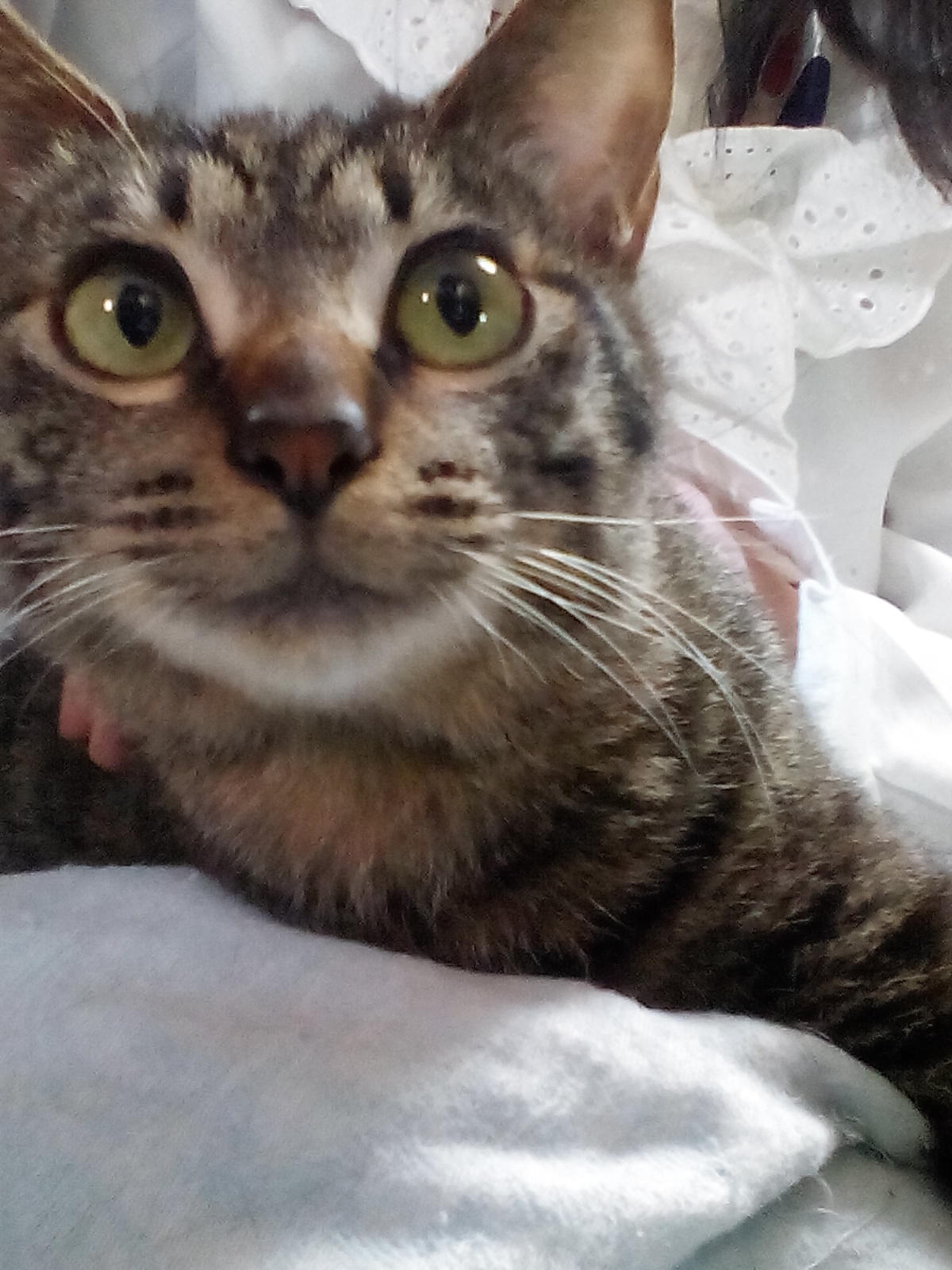 わんにゃんサイトの猫の写真