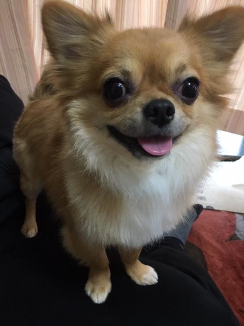 わんにゃんサイトの犬の写真