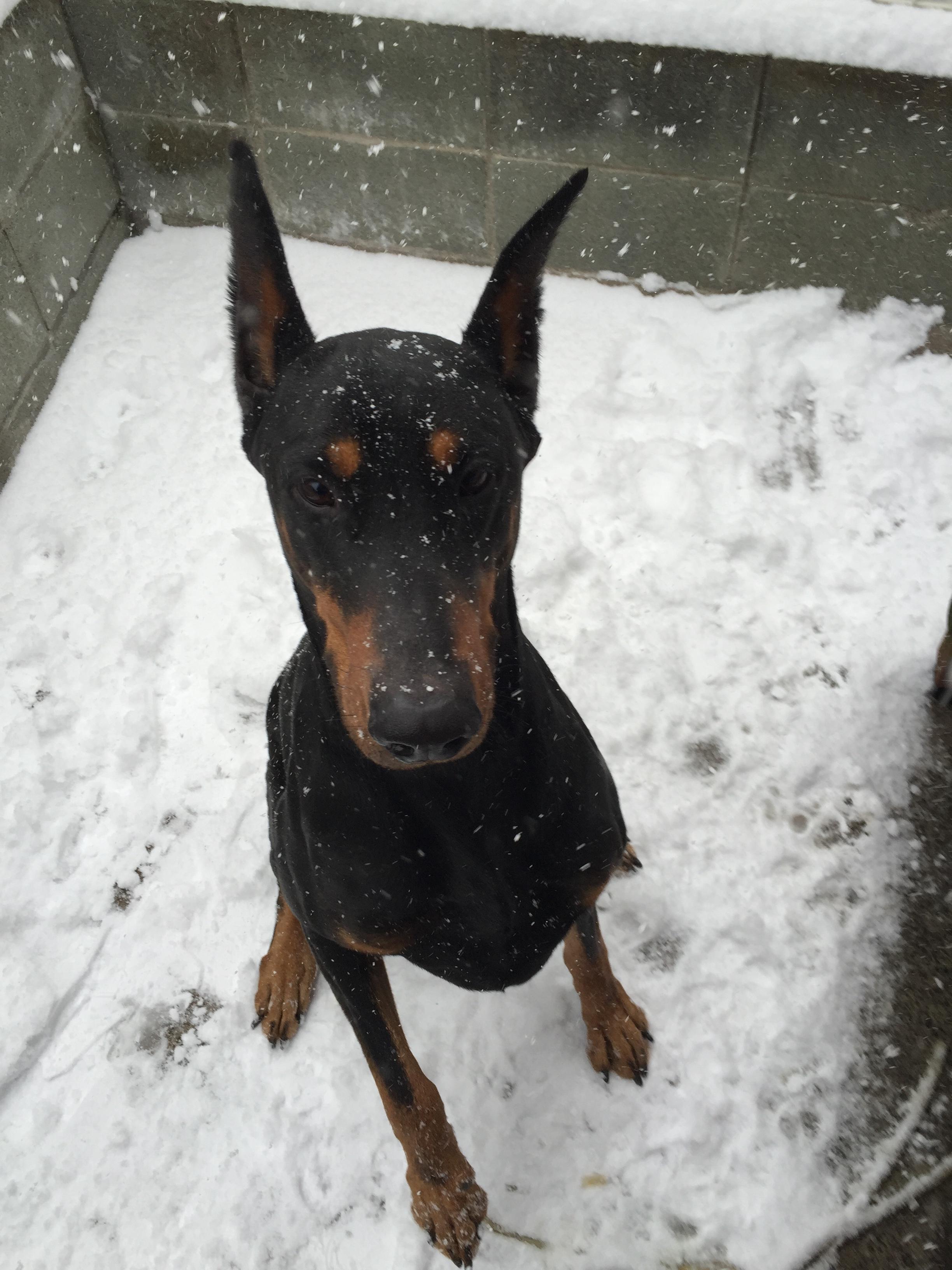 わんにゃんサイトの犬の写真