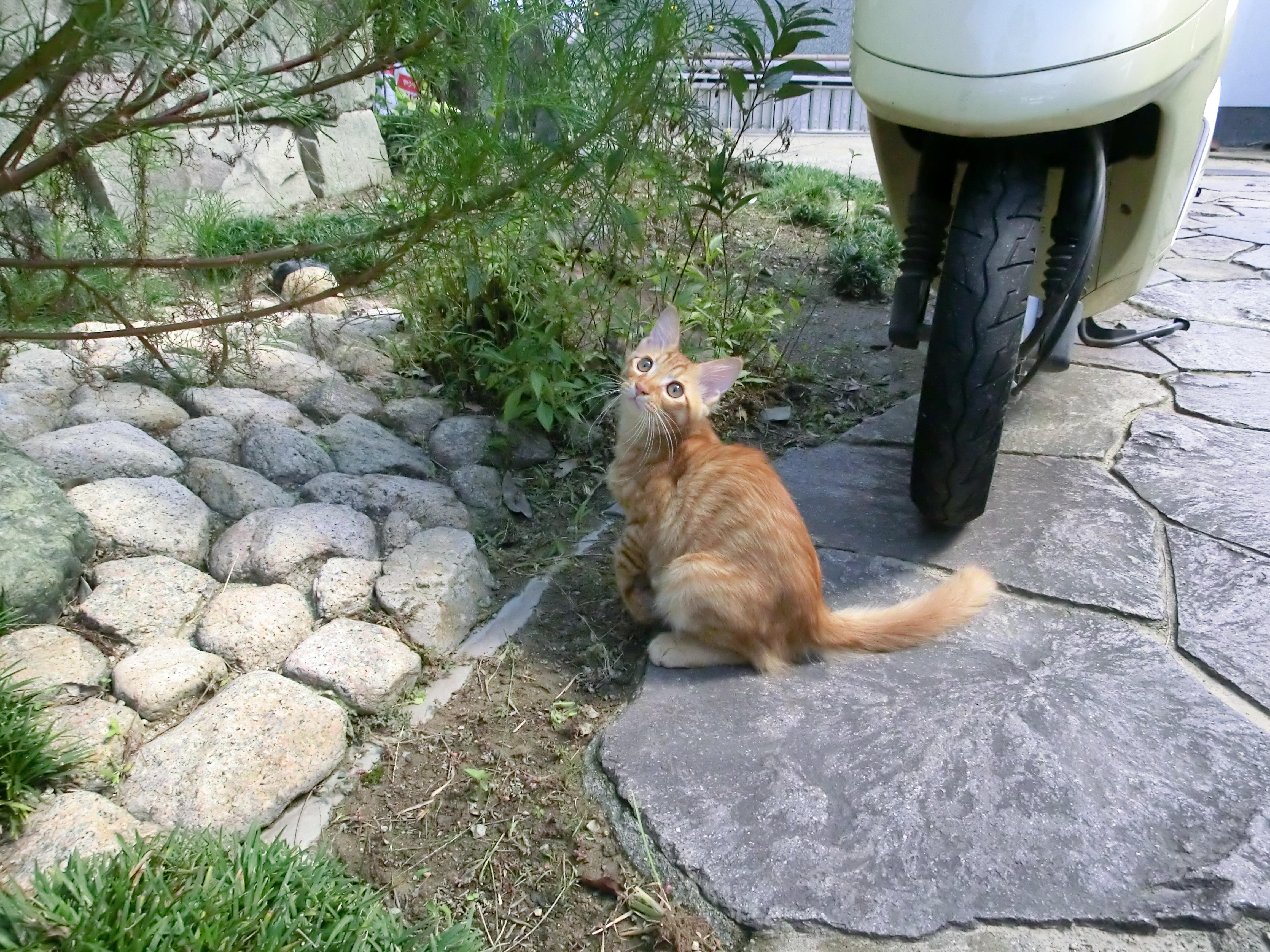 わんにゃんサイトの猫の写真